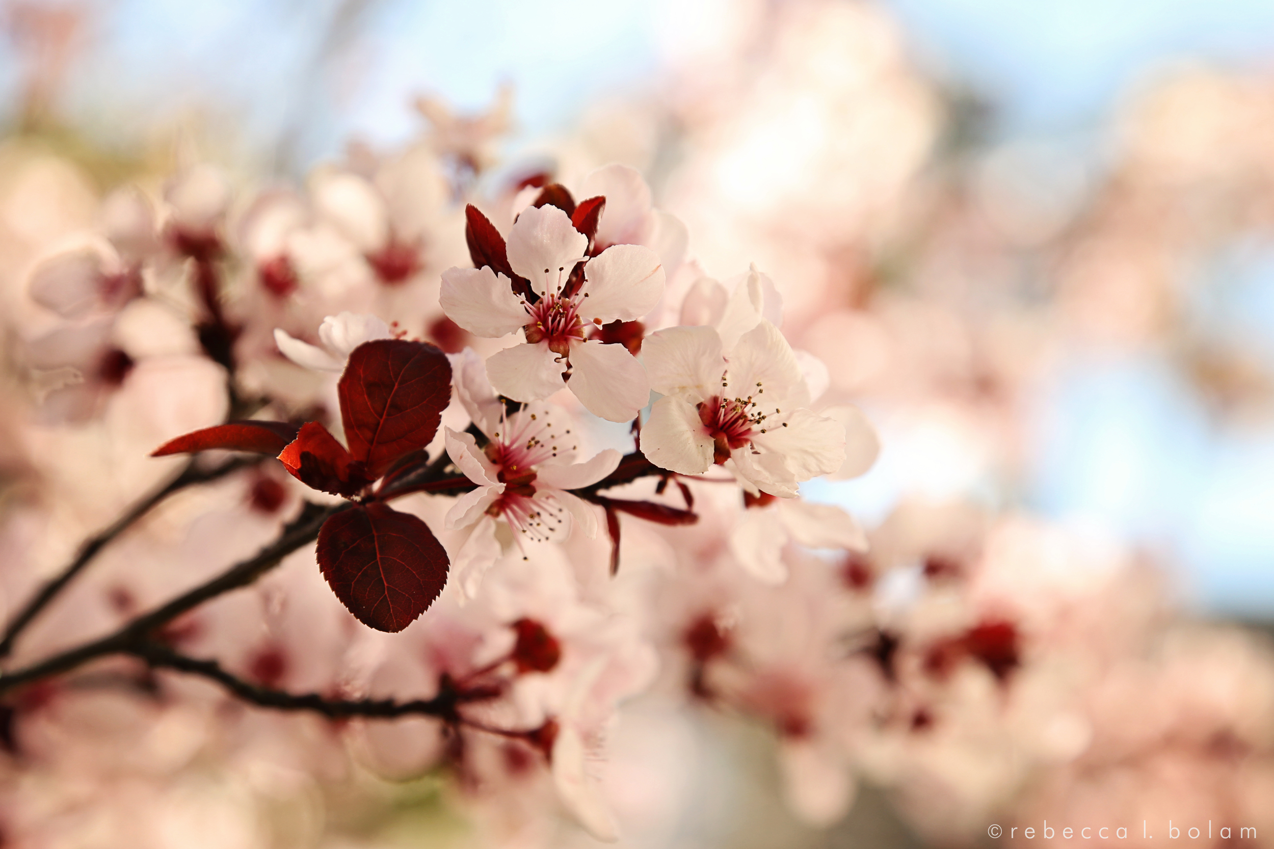 Cherry Blossoms 2016.jpg