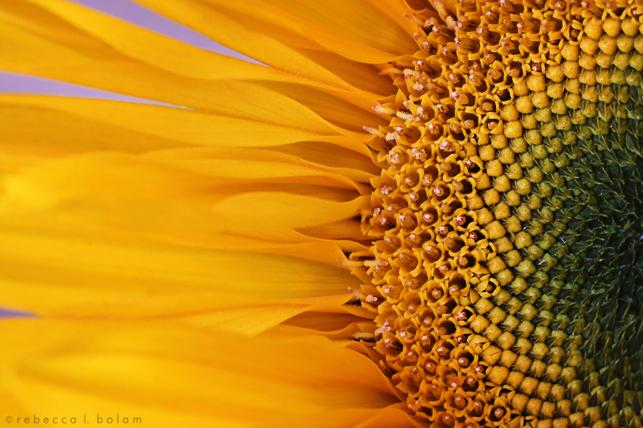 Sunflower macro.jpg