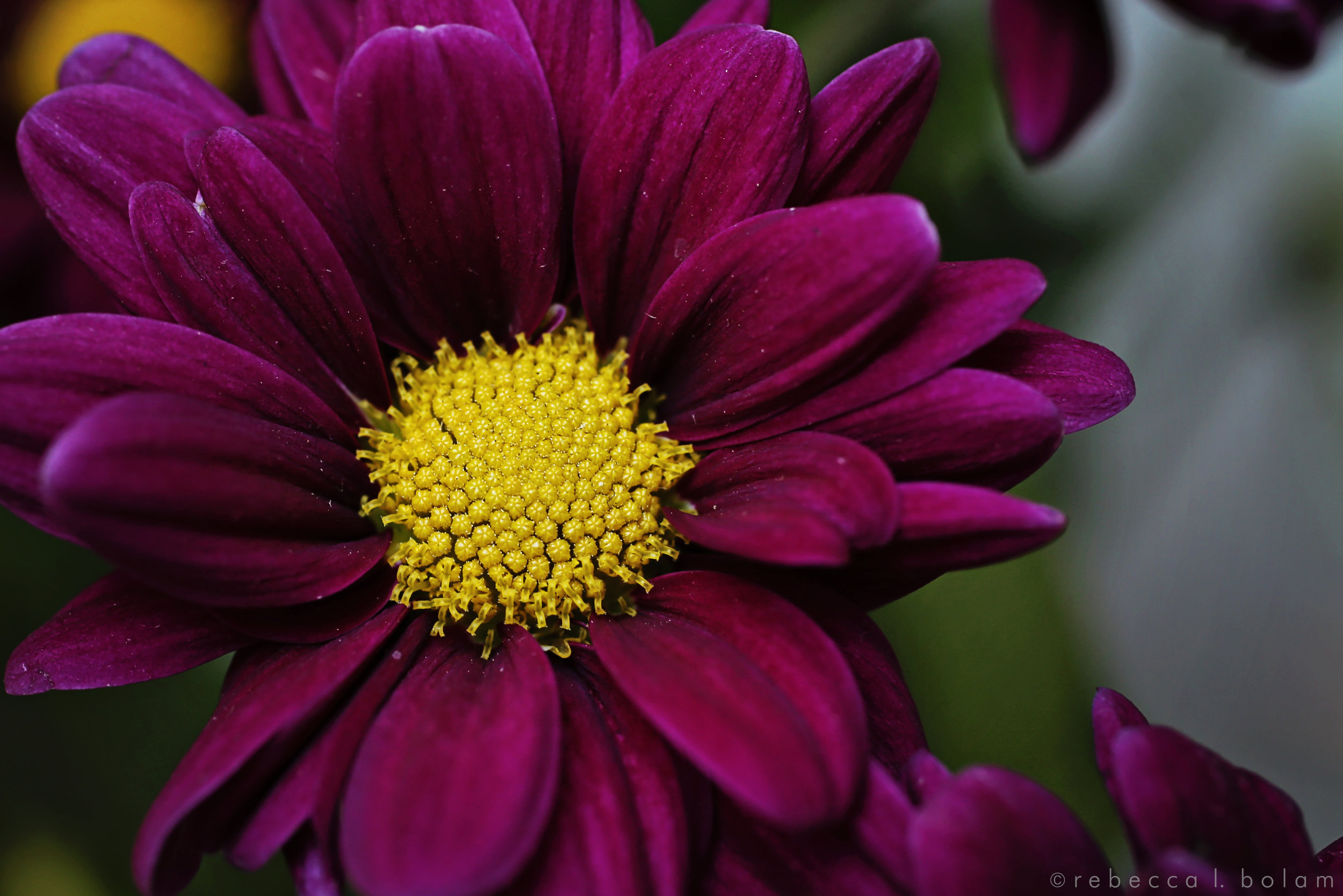 little purple flower yellow center.jpg