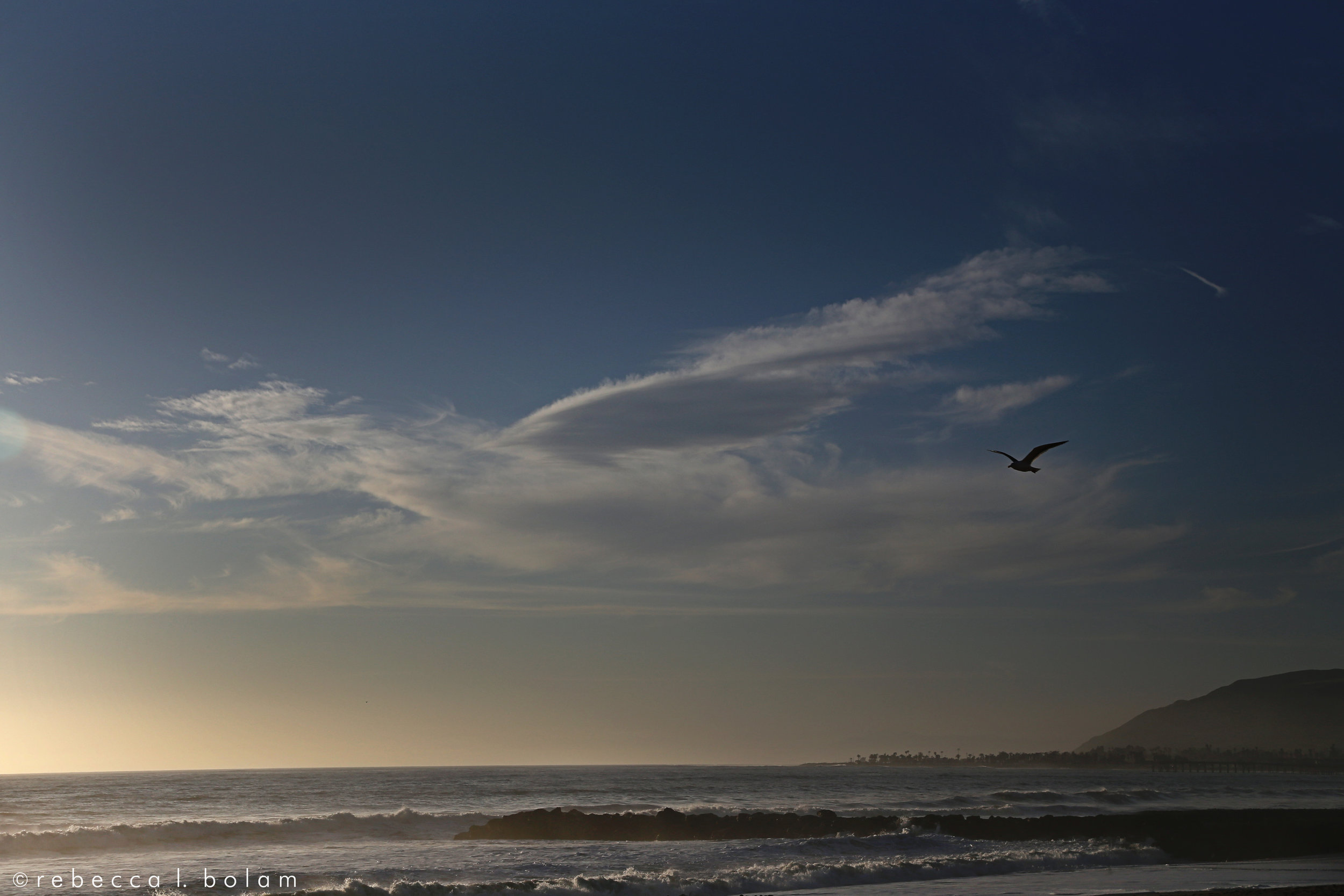 Bird and Beach.jpg