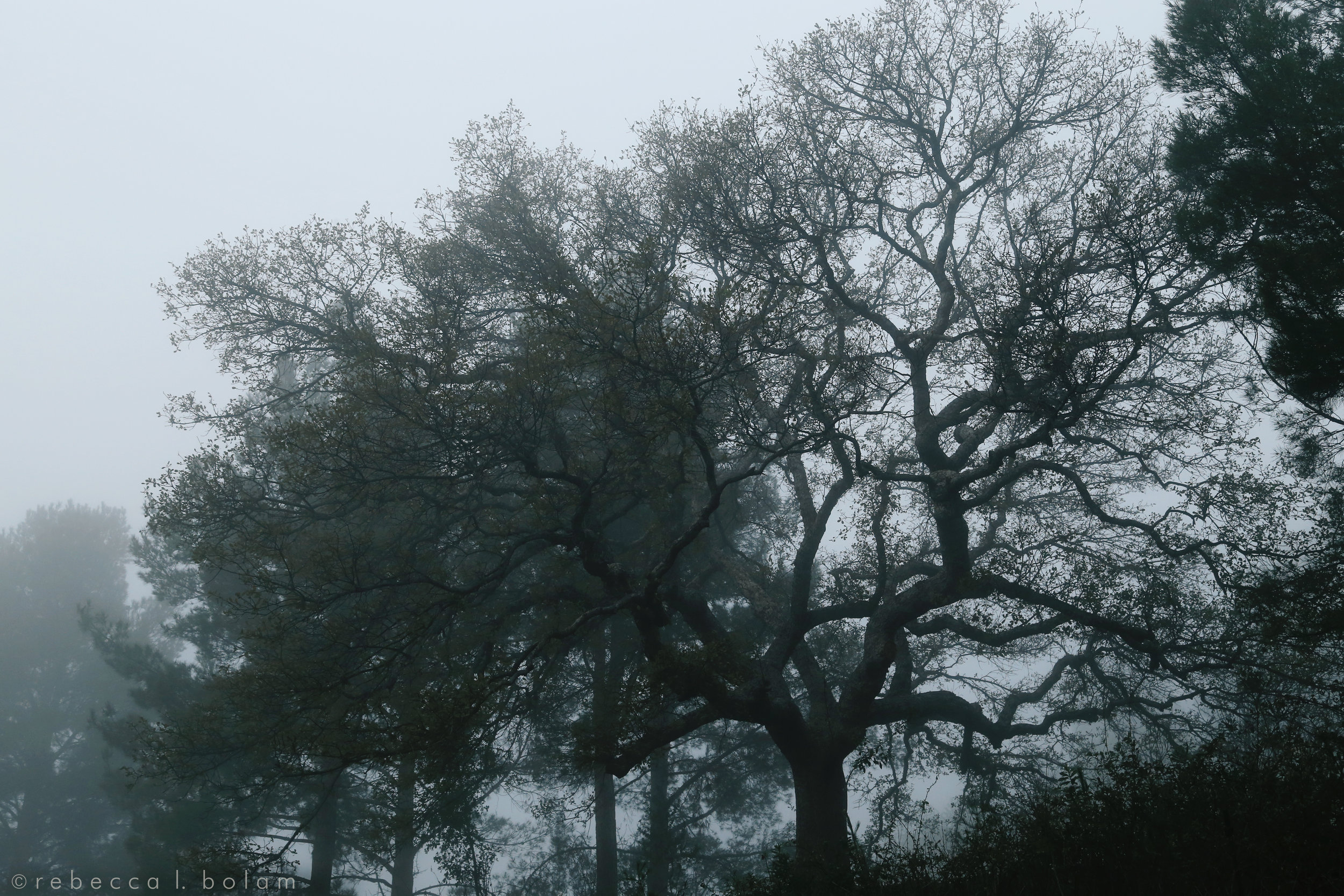 Buddys tree in the fog.jpg