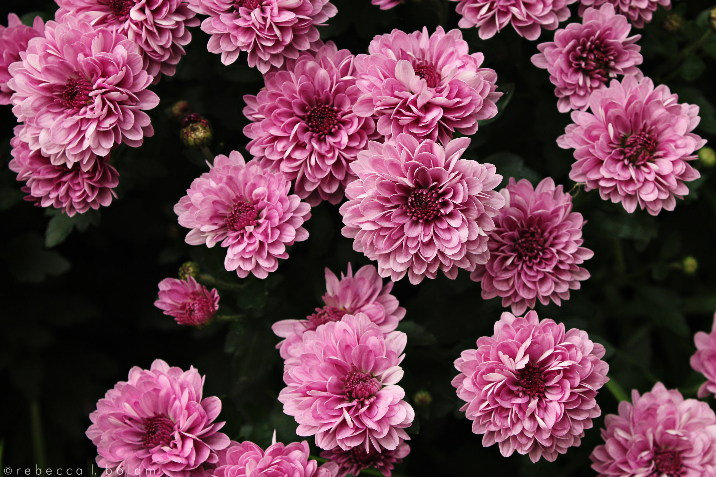 Pink flowers in Chicago.jpg