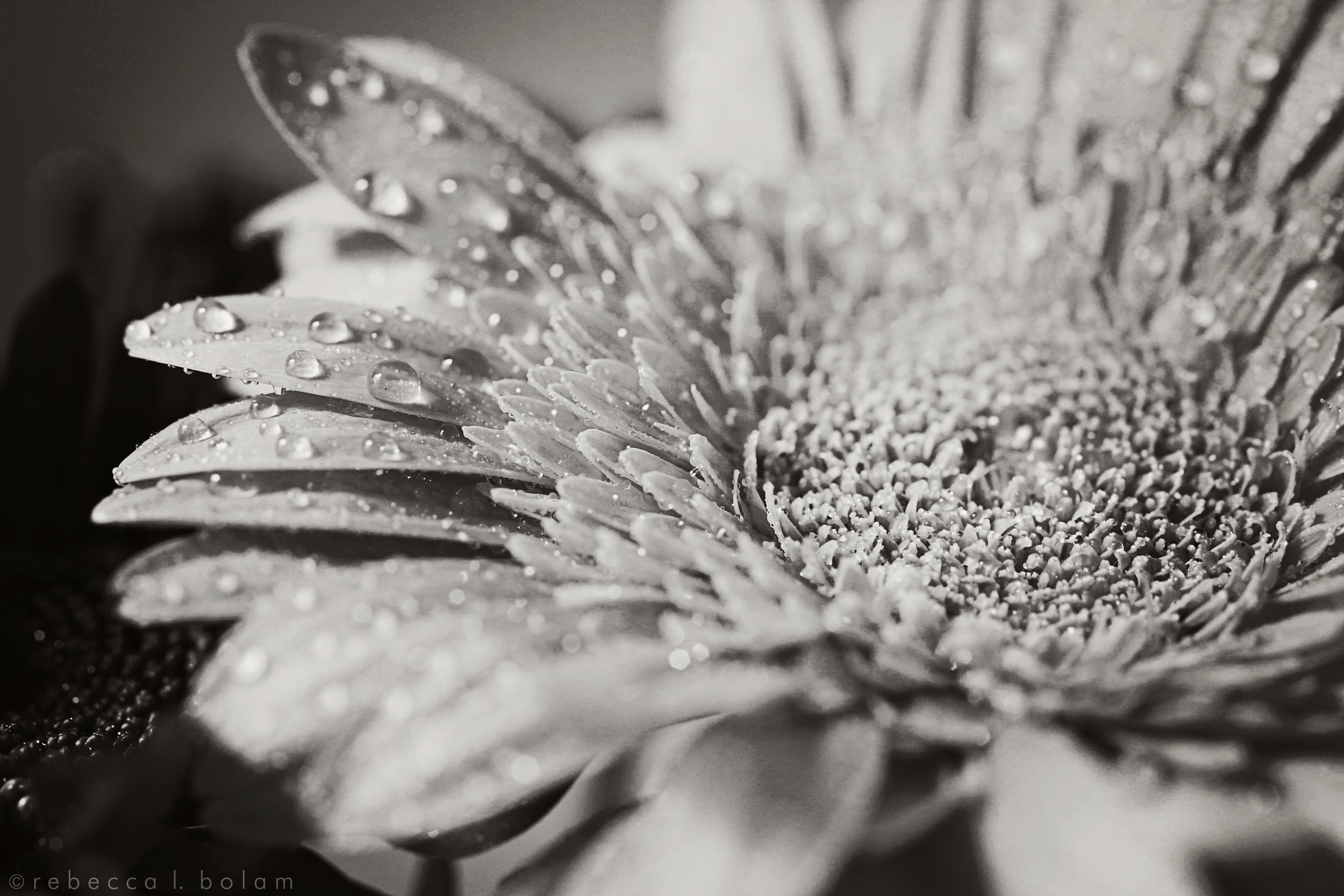 Yellow orange flower and water drops bw.jpg