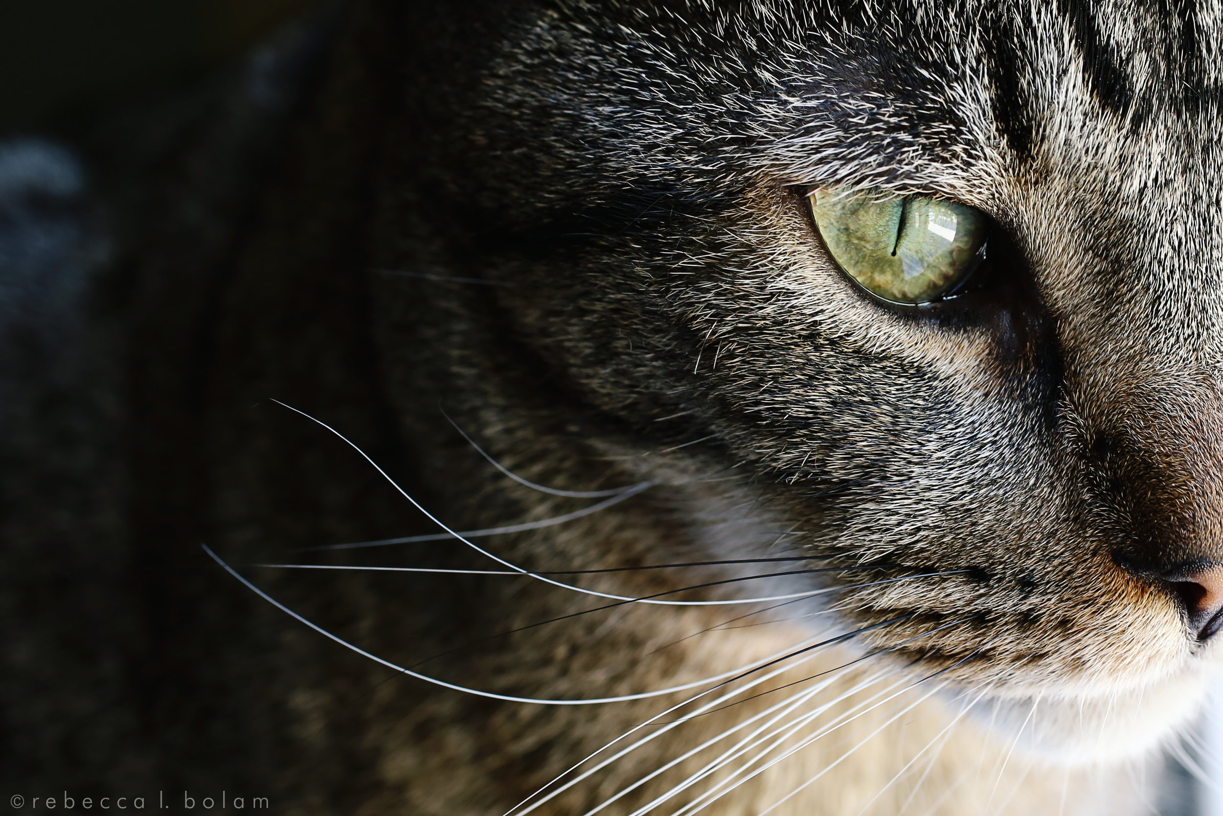 Monk eye and nose and whiskers macro.jpg