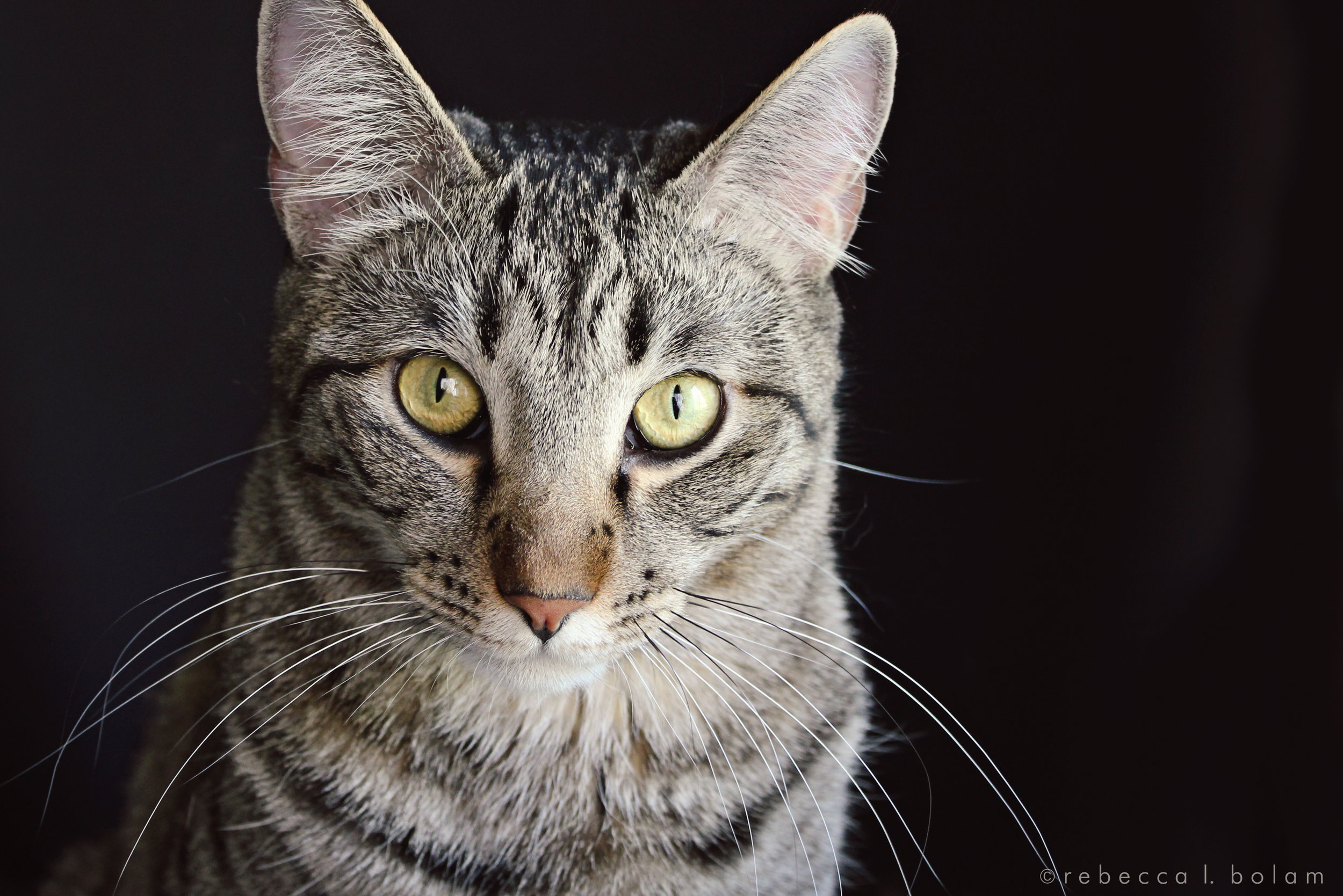 Miles portrait in black chair.jpg