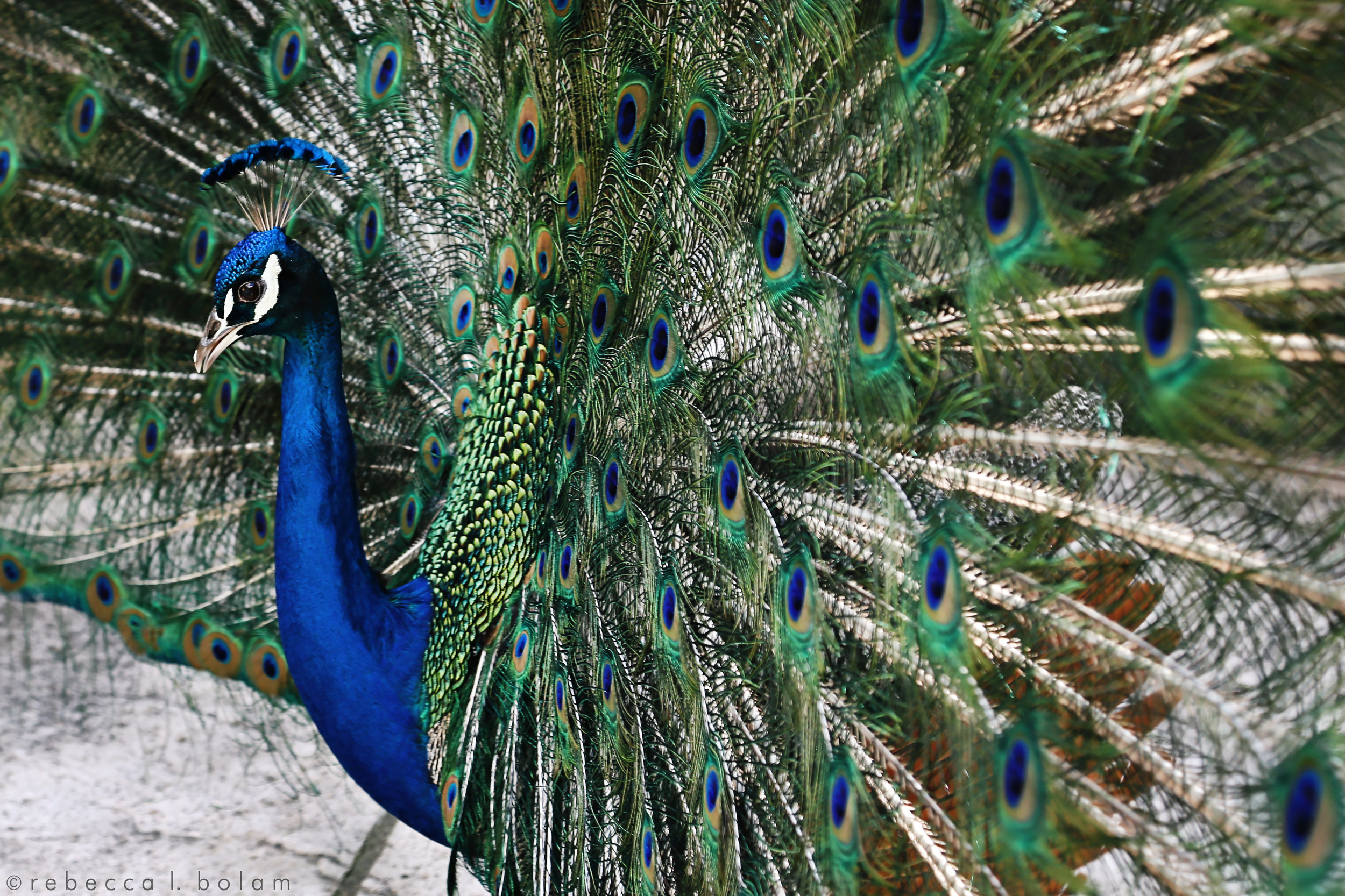 Peacock April 2017.jpg