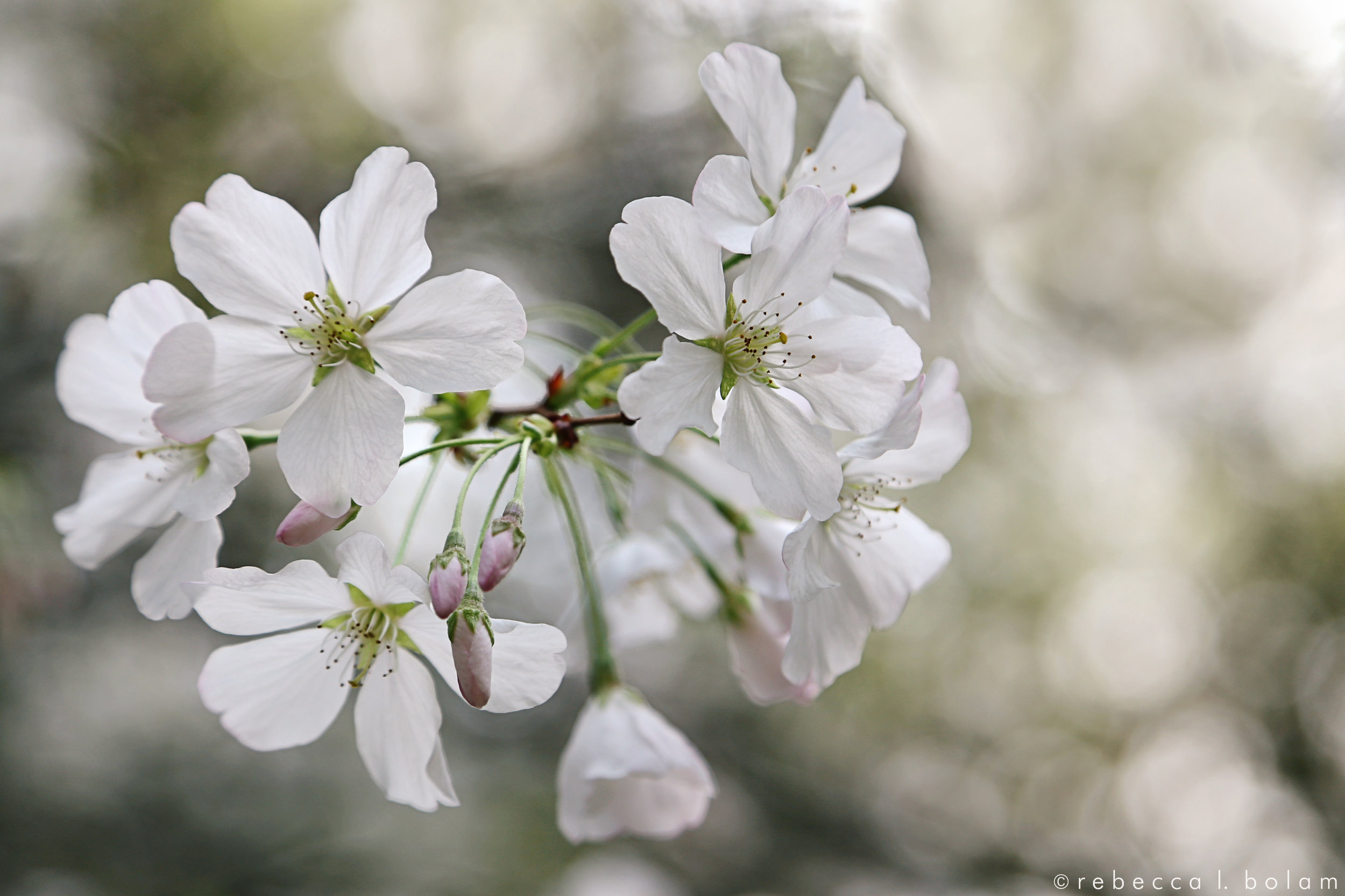 Desconso White Flowers Close wm.jpg