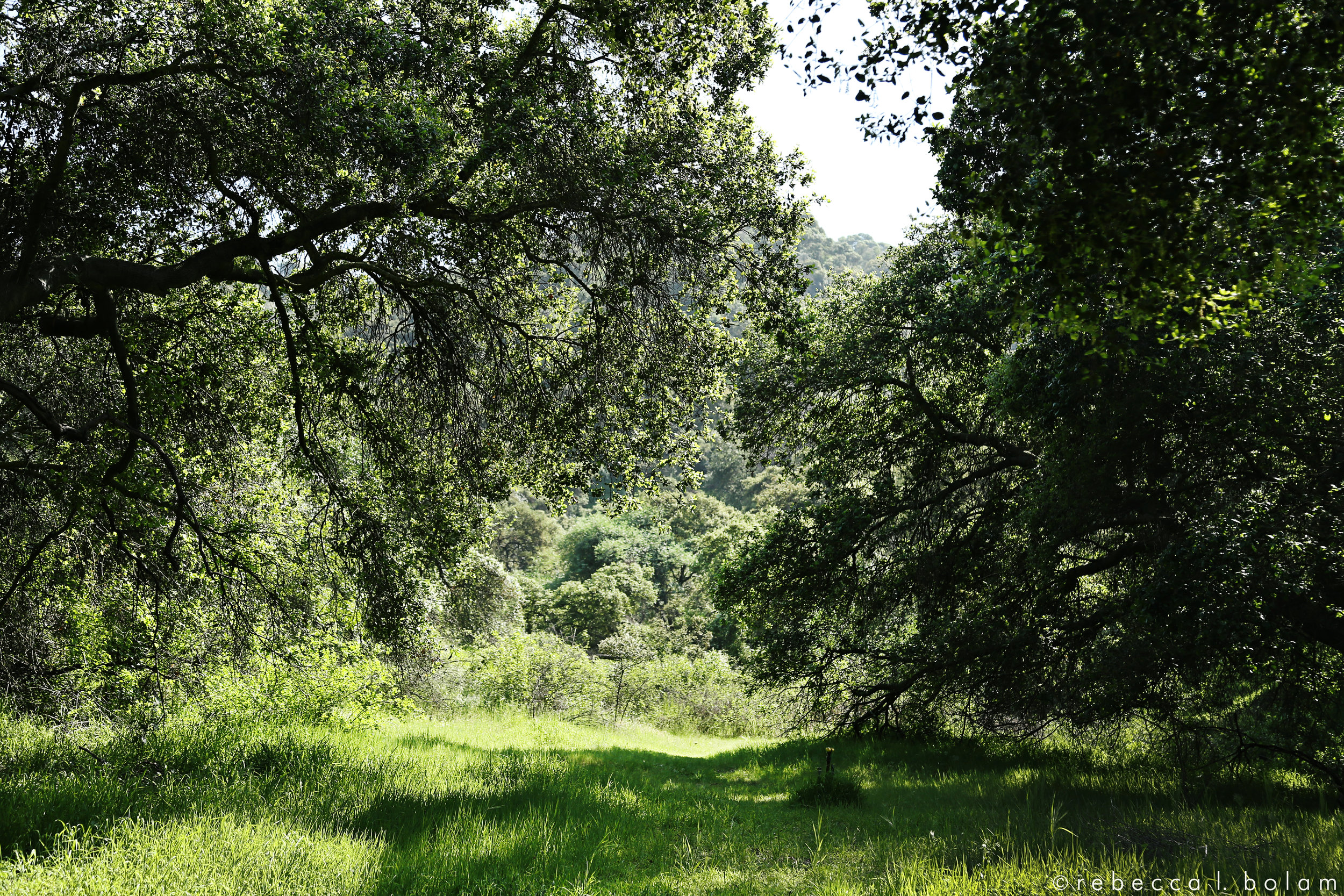 Green Trees Green Grass wm.jpg