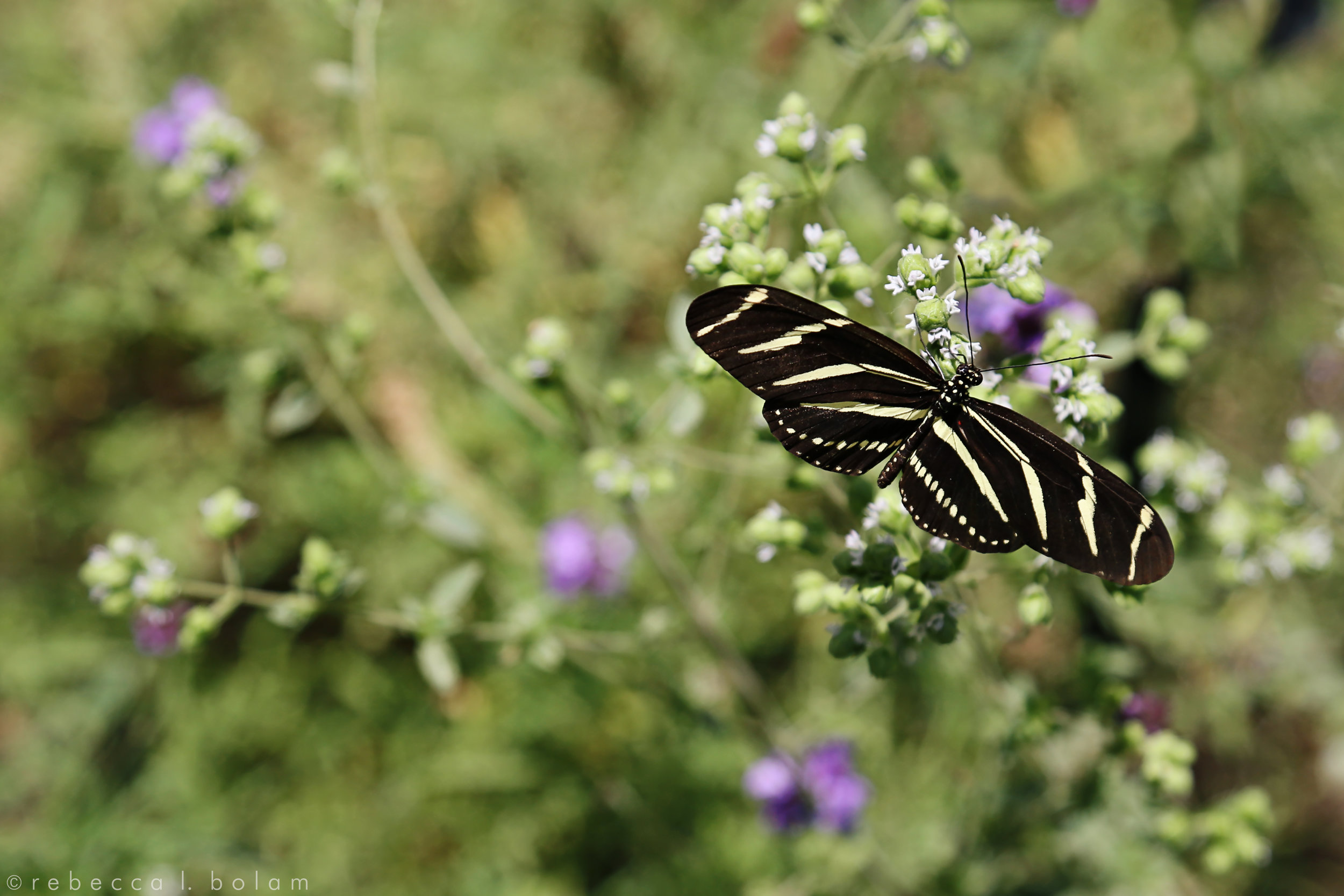 Black and Yellow Butterfly Green BG.jpg