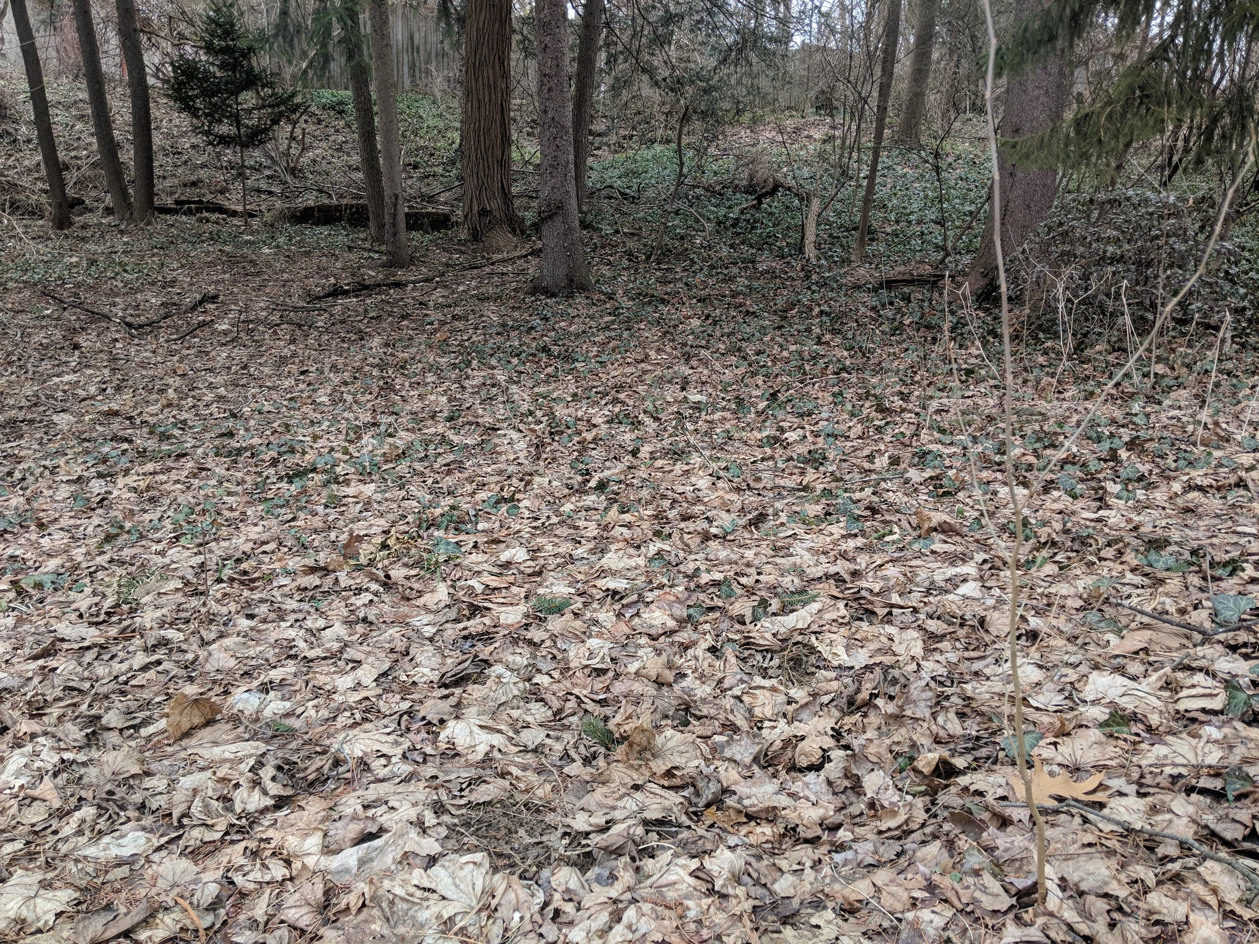 Backyard, Centre County, Pennsylvania, March 2019