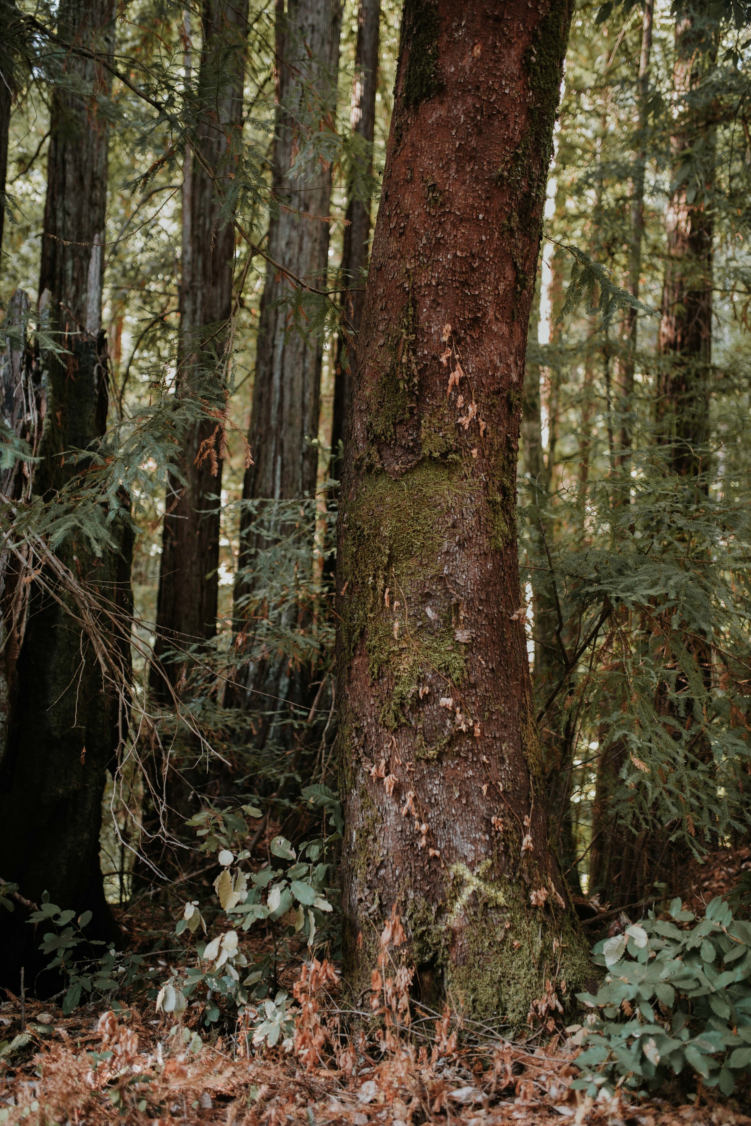  Yellow spray-painted Xs adorn trees selected for removal 