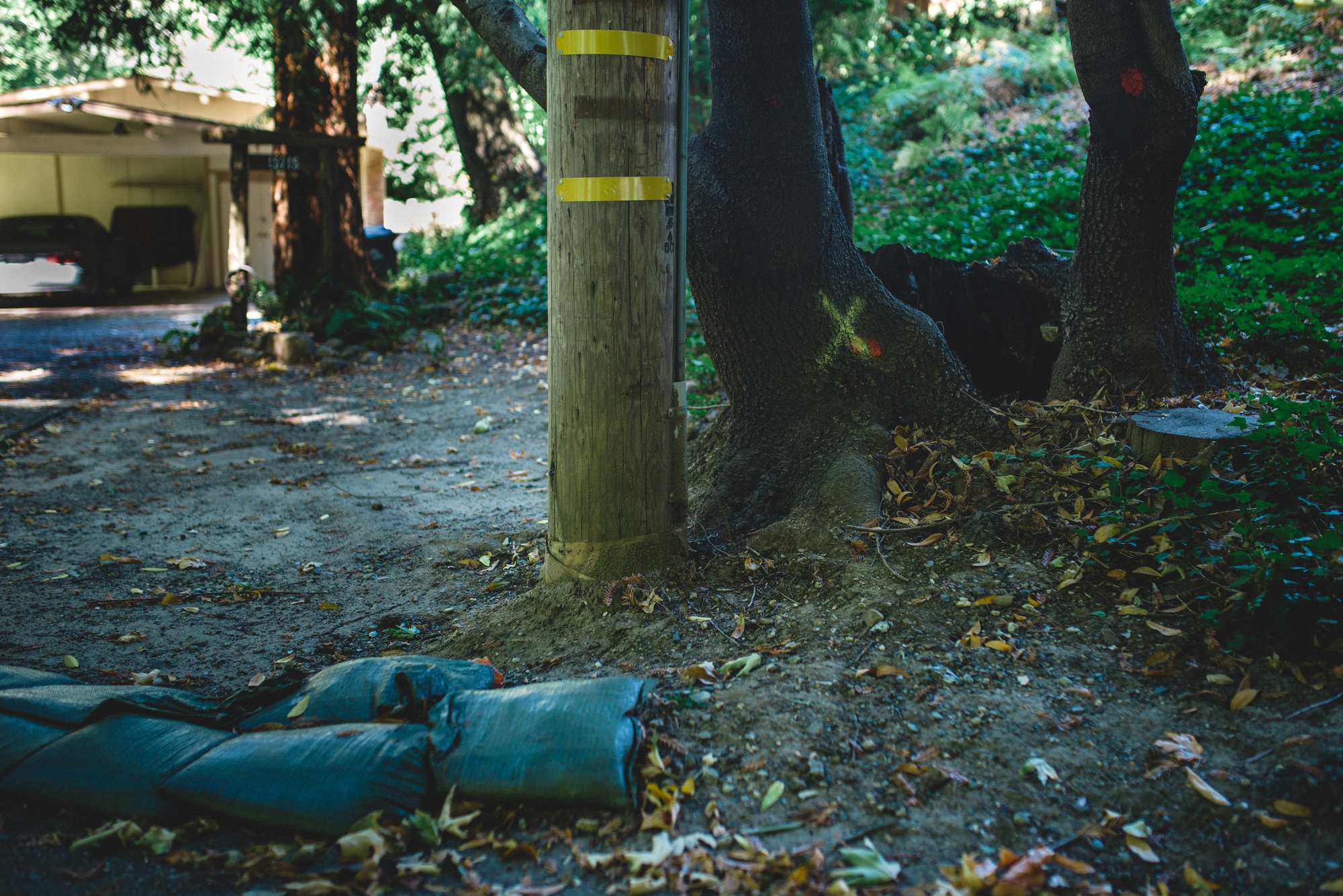  Yellow spray-painted Xs adorn trees selected for removal 