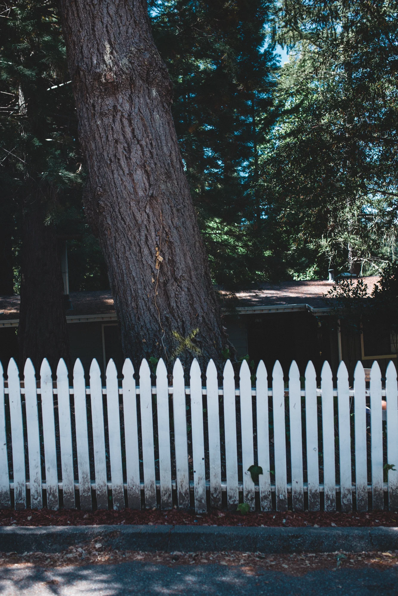 Yellow spray-painted Xs adorn trees selected for removal