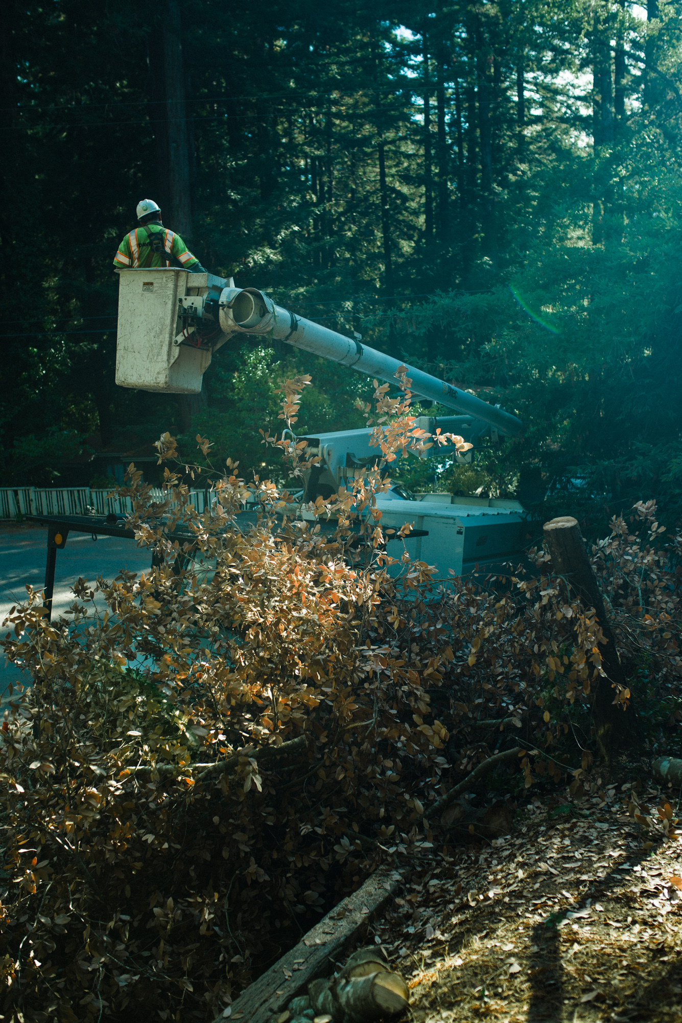  Tree workers remove marked tree in a neighborhood, September 2018. 