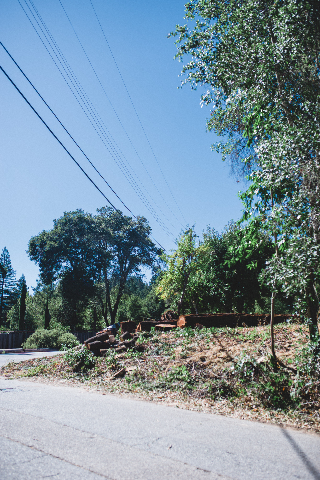  The stumps of coast redwood trees, removed for PG&amp;E Wildfire Safety Program 