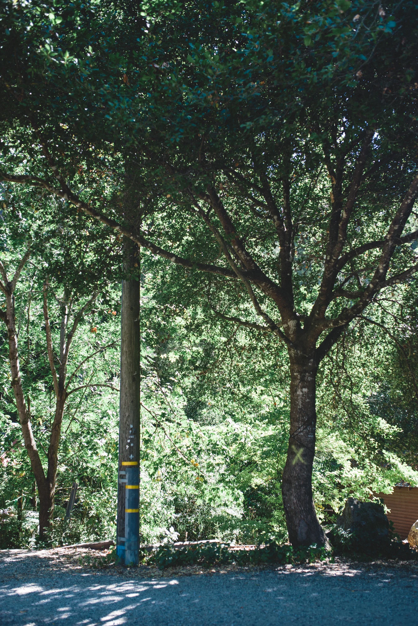 Yellow spray-painted Xs adorn trees selected for removal