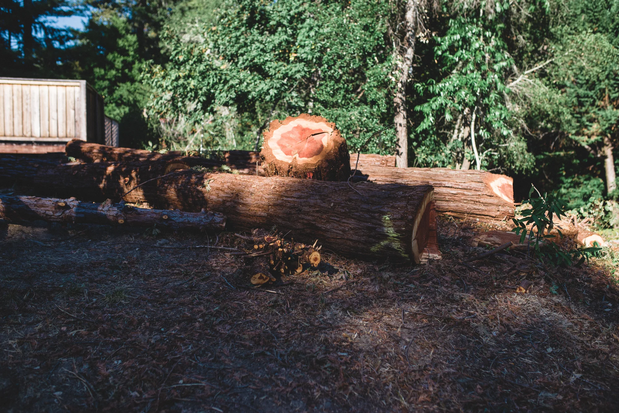 The stumps of coast redwood trees, removed for PG&E Wildfire Safety Program