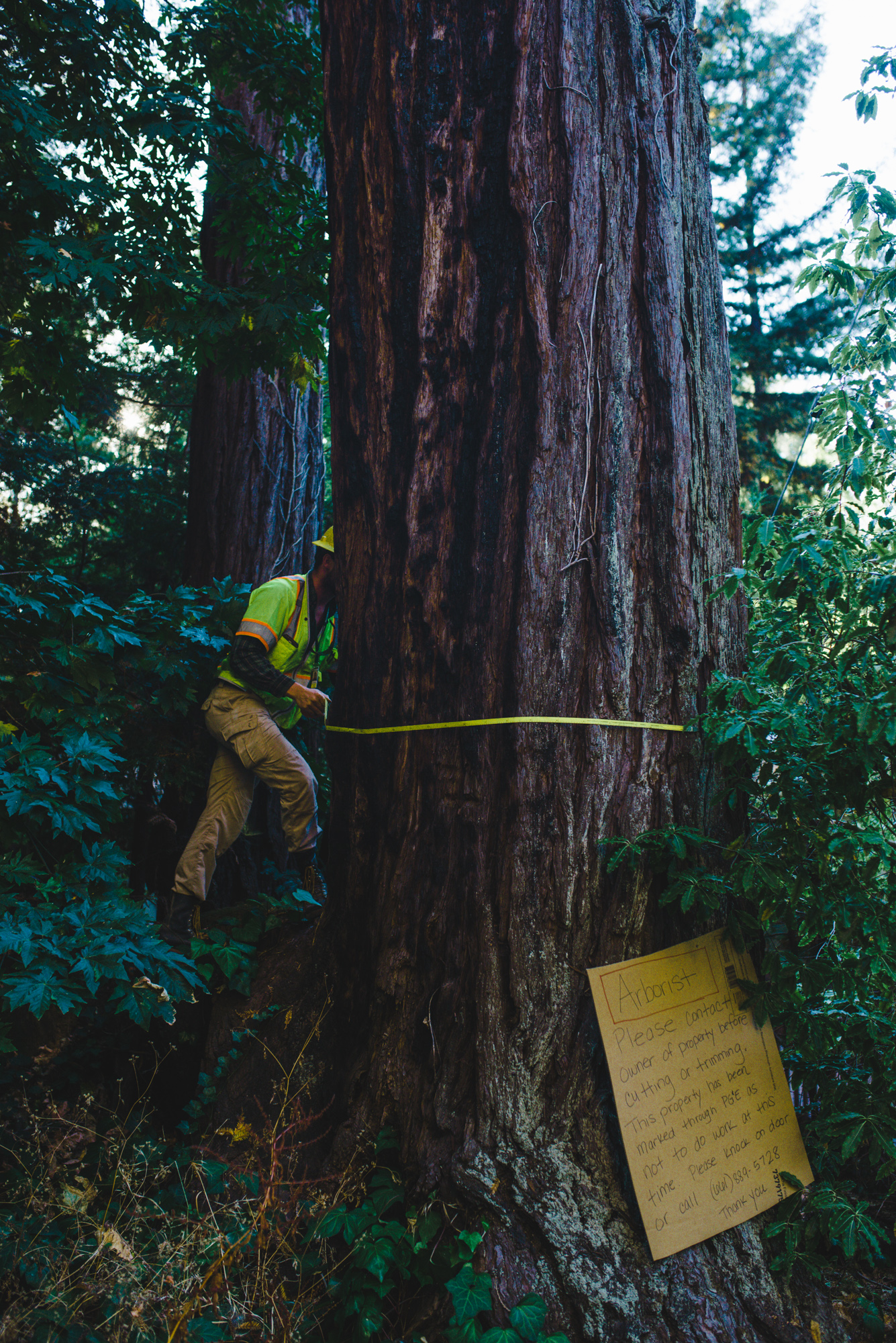  Arborist measures large coast redwood tree, at the request of property owner.  Determines this tree was mis-marked and should not be taken down. 