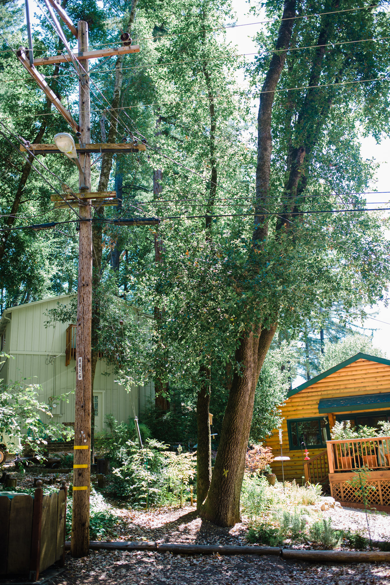  Yellow spray-painted Xs adorn trees selected for removal 