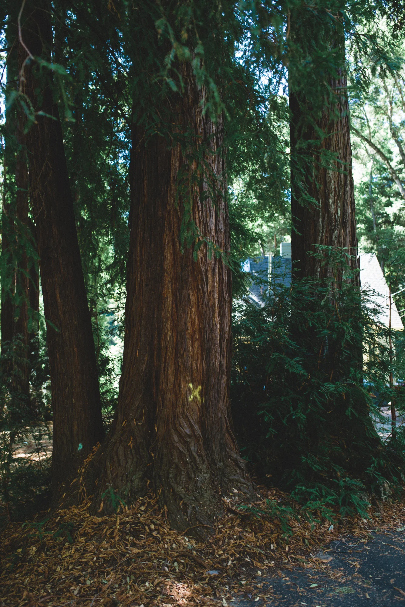 Yellow spray-painted Xs adorn trees selected for removal