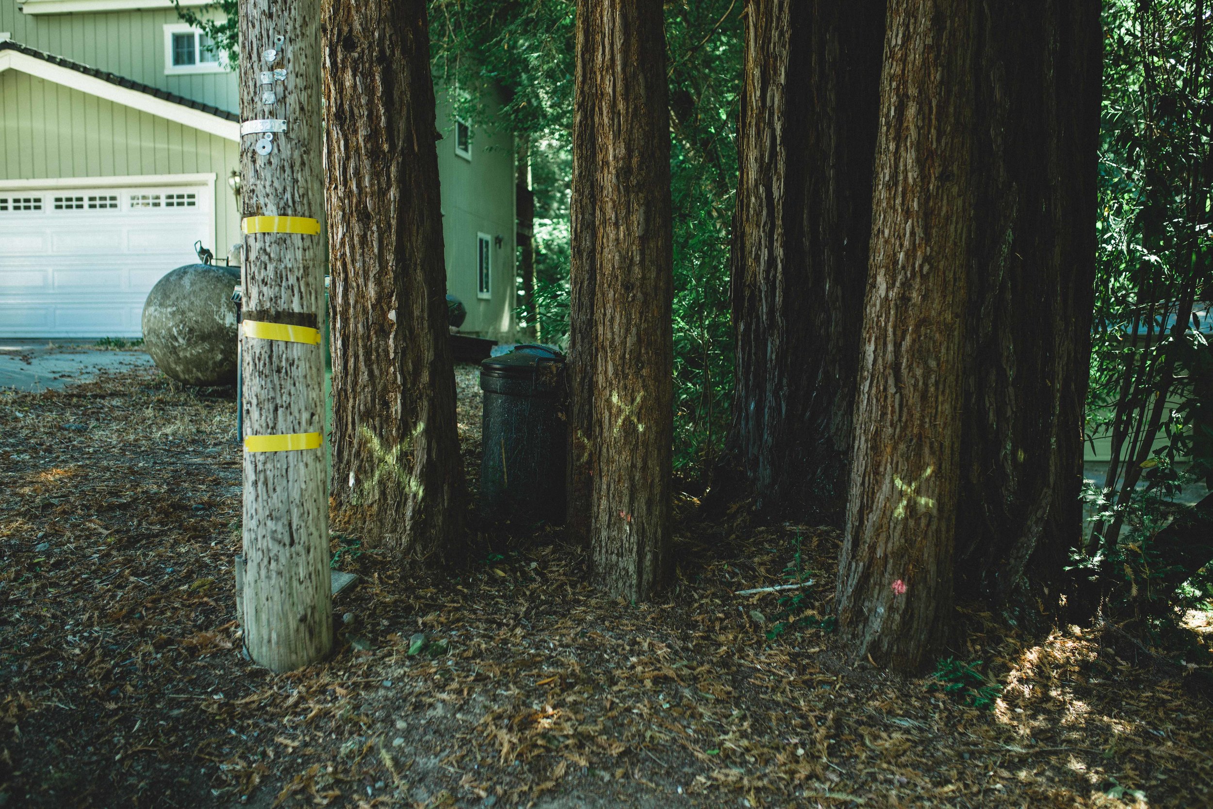  Yellow spray-painted Xs adorn trees selected for removal 