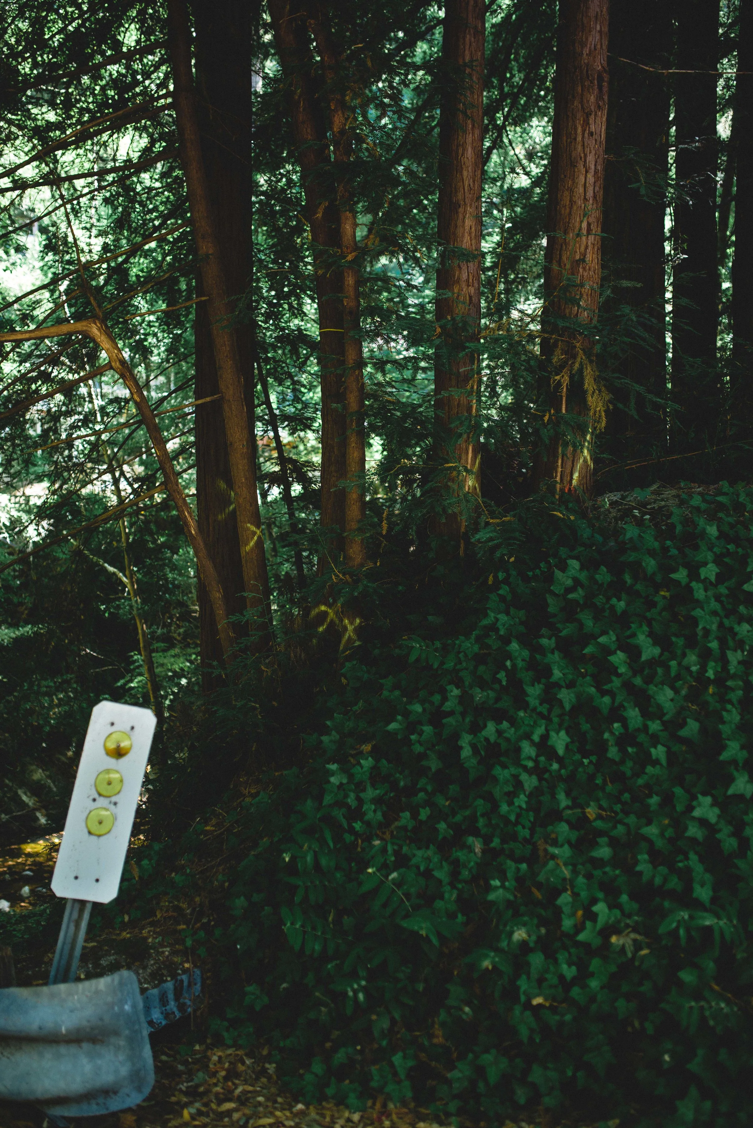 Yellow spray-painted Xs adorn trees selected for removal. These trees were later marked with a blue and white ribbon, indicating they are located in a riparian corridor and will need further assessment of the environmental impact their removal could have.