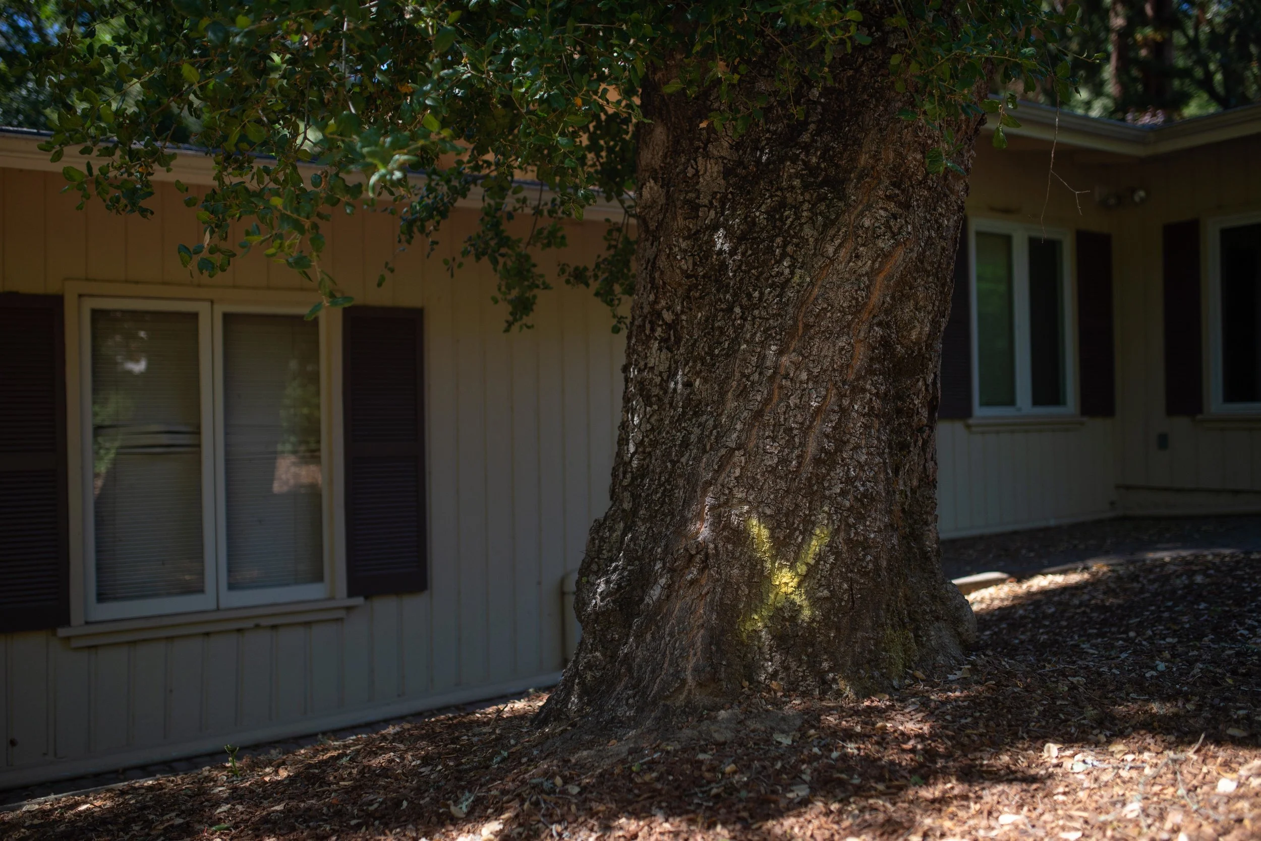 Yellow spray-painted Xs adorn trees selected for removal