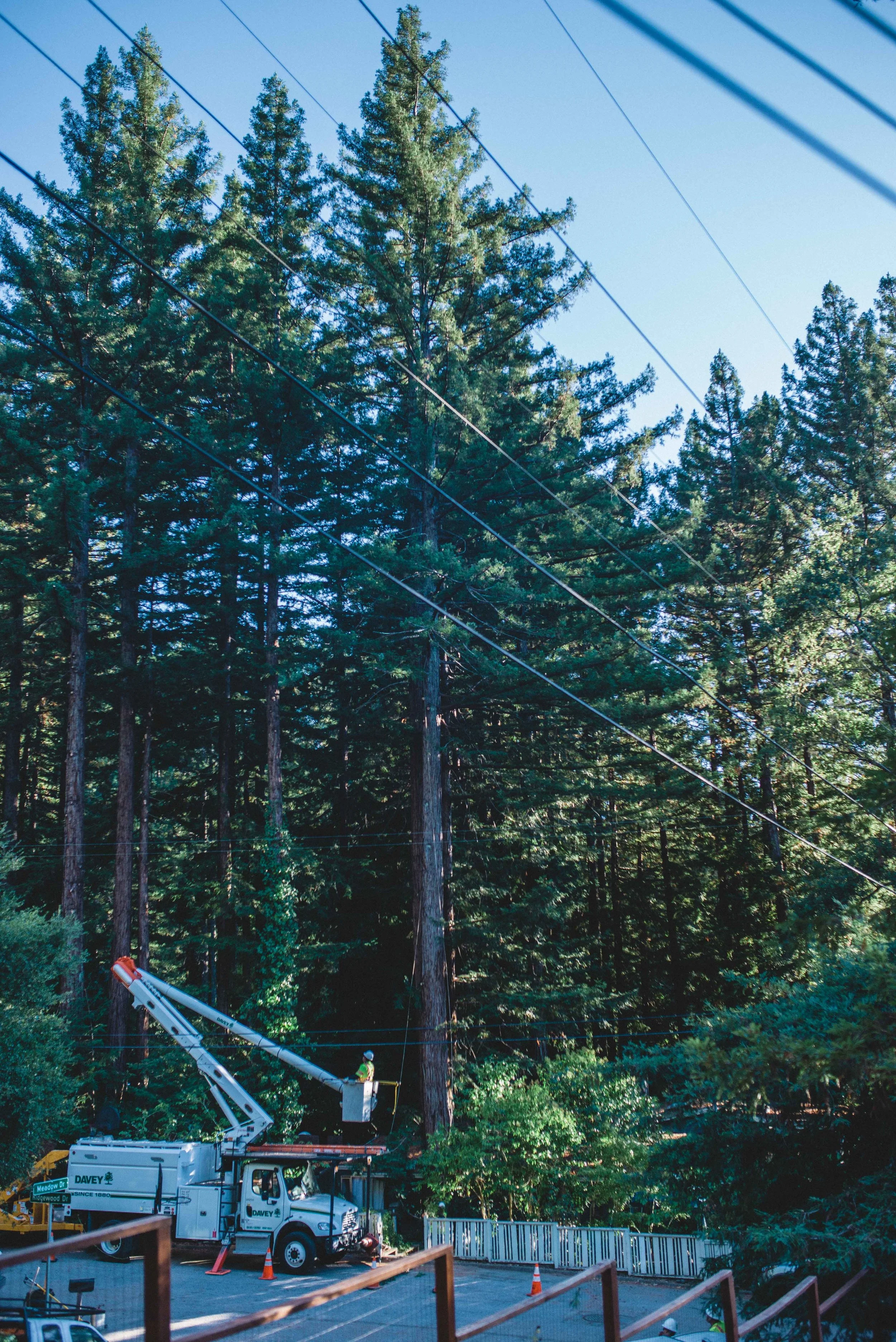 Trimming of coast redwoods for PG&E Wildfire Safety program