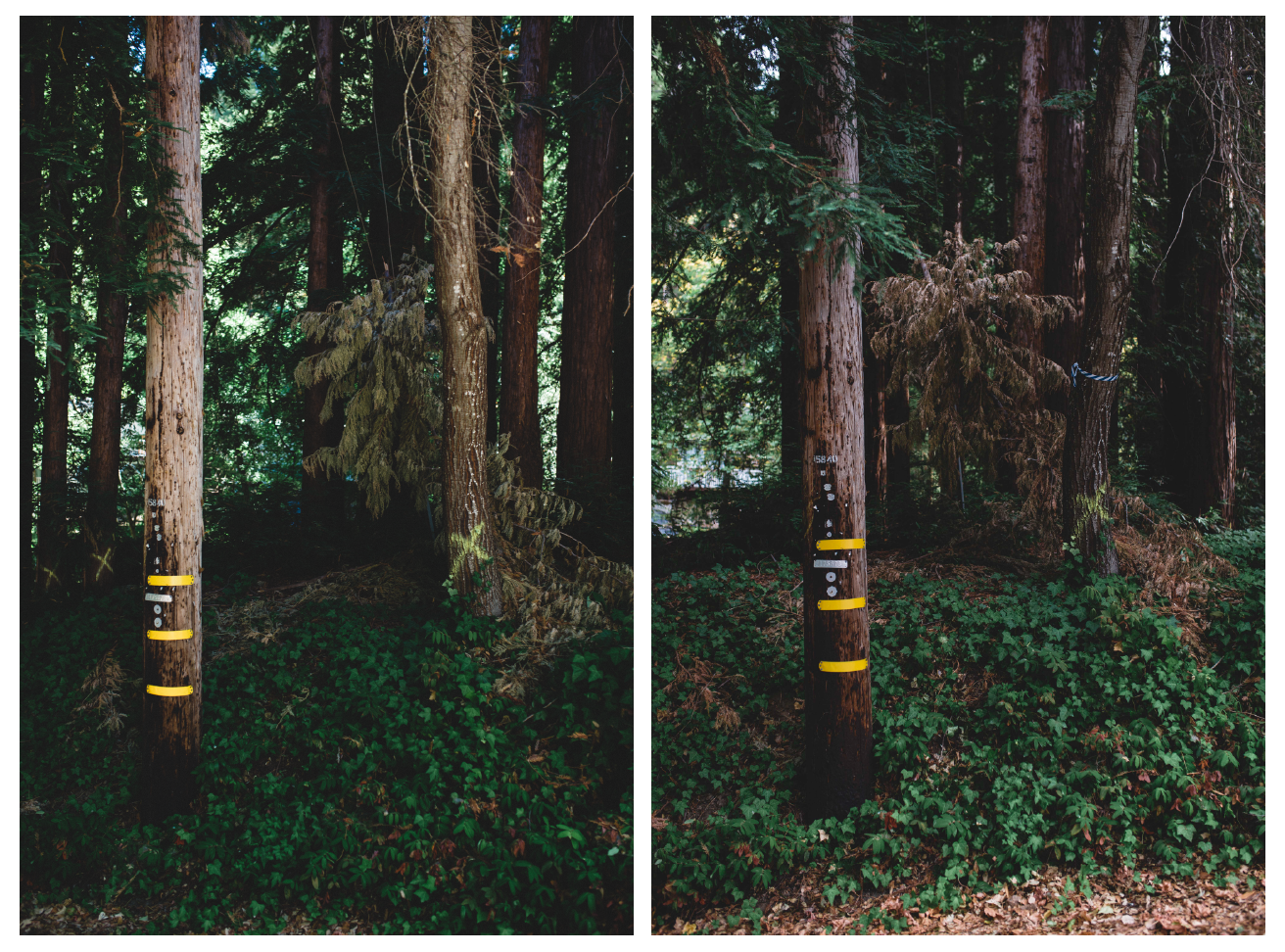 Some trees have been re-marked with blue and white ribbon, indicating they are located in a riparian corridor and require special considerations.