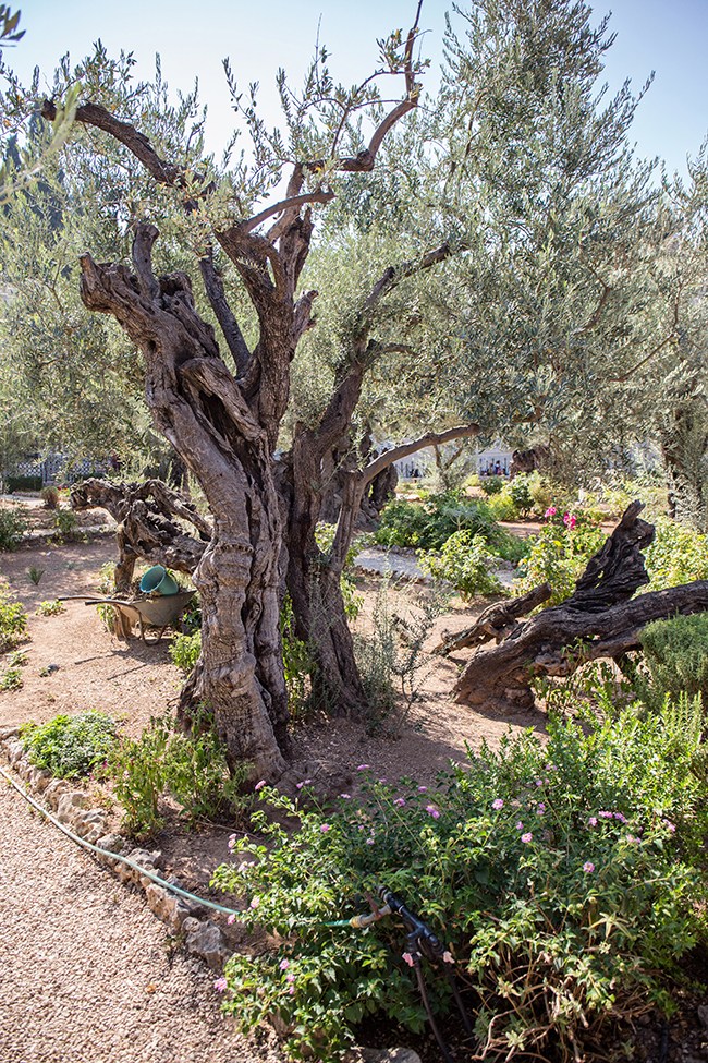 The ancient olive trees at the Garden of Gethsemane