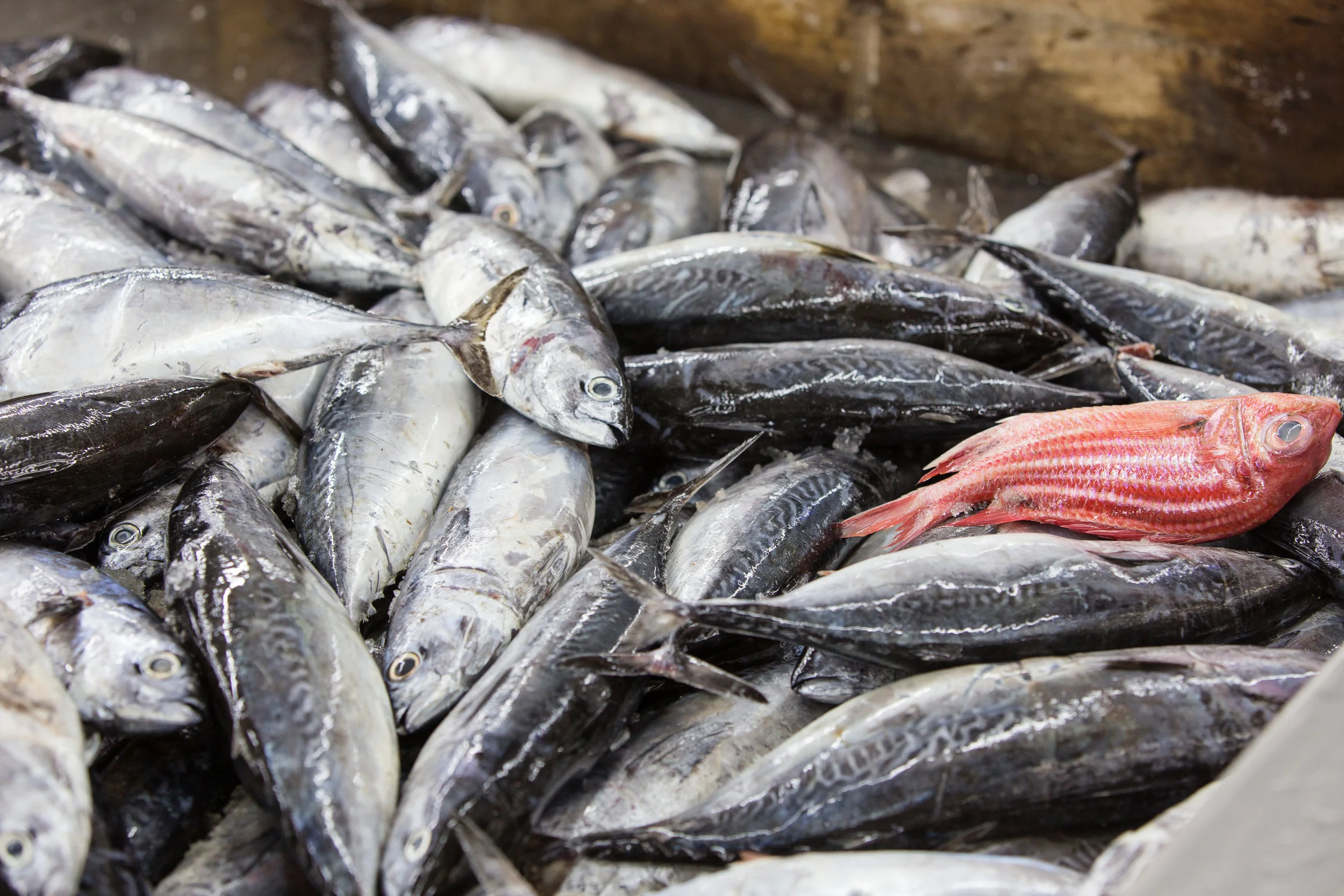 fish market