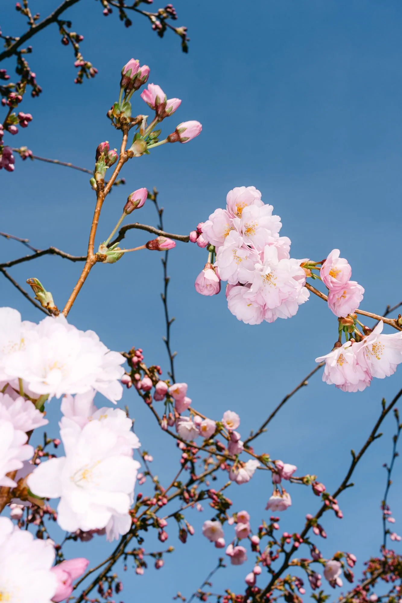 Flowers-32.jpg