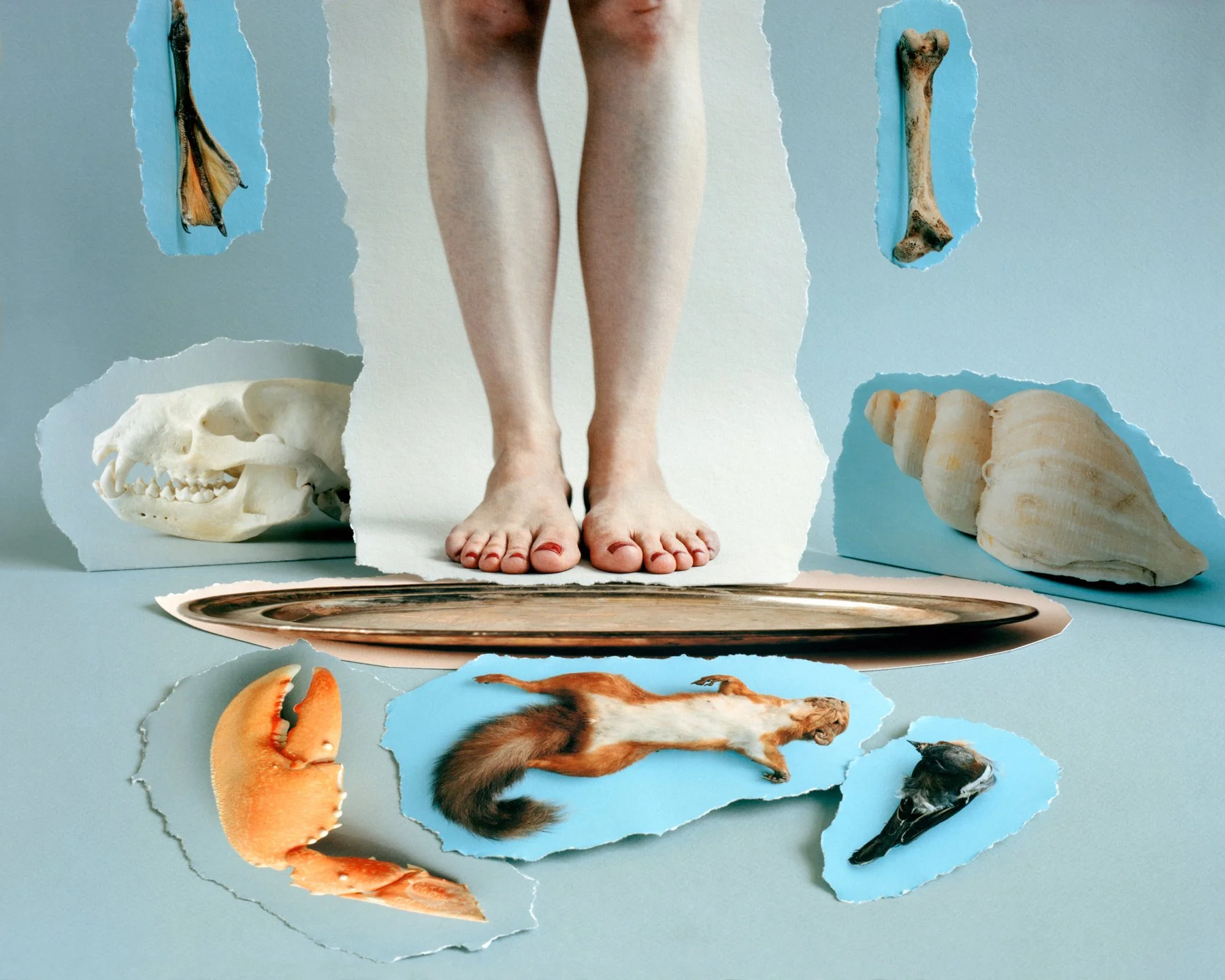 Collage series (Metamorphoses)