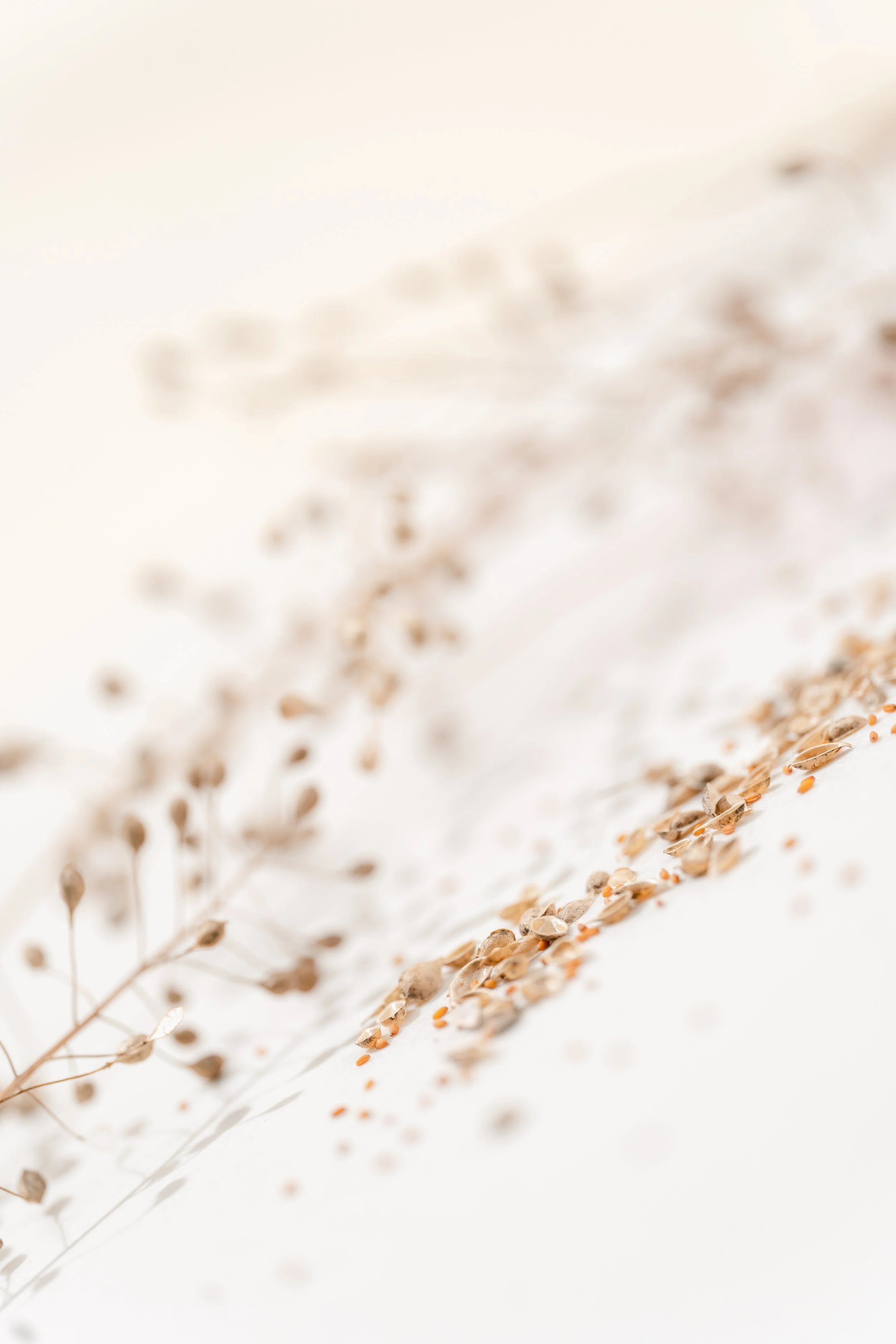 Camelina Sativa-16.jpg