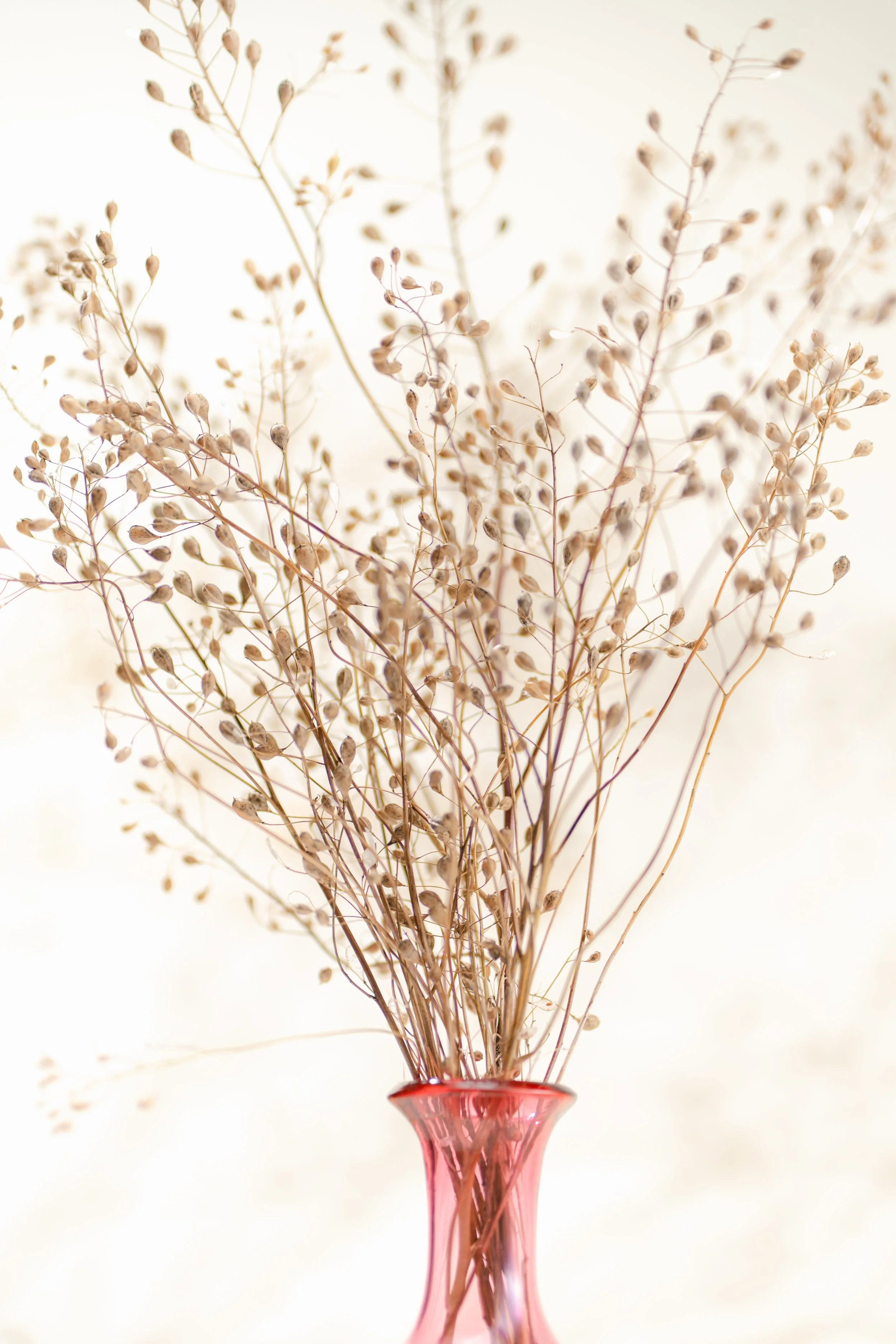 Camelina Sativa-15.jpg