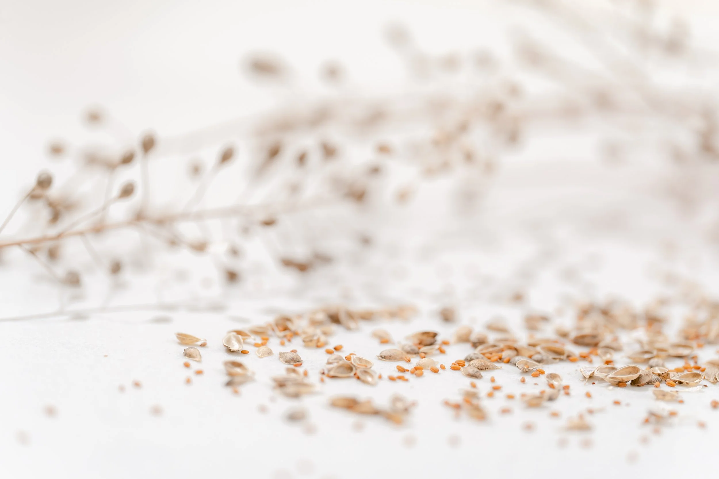 Camelina Sativa-17.jpg
