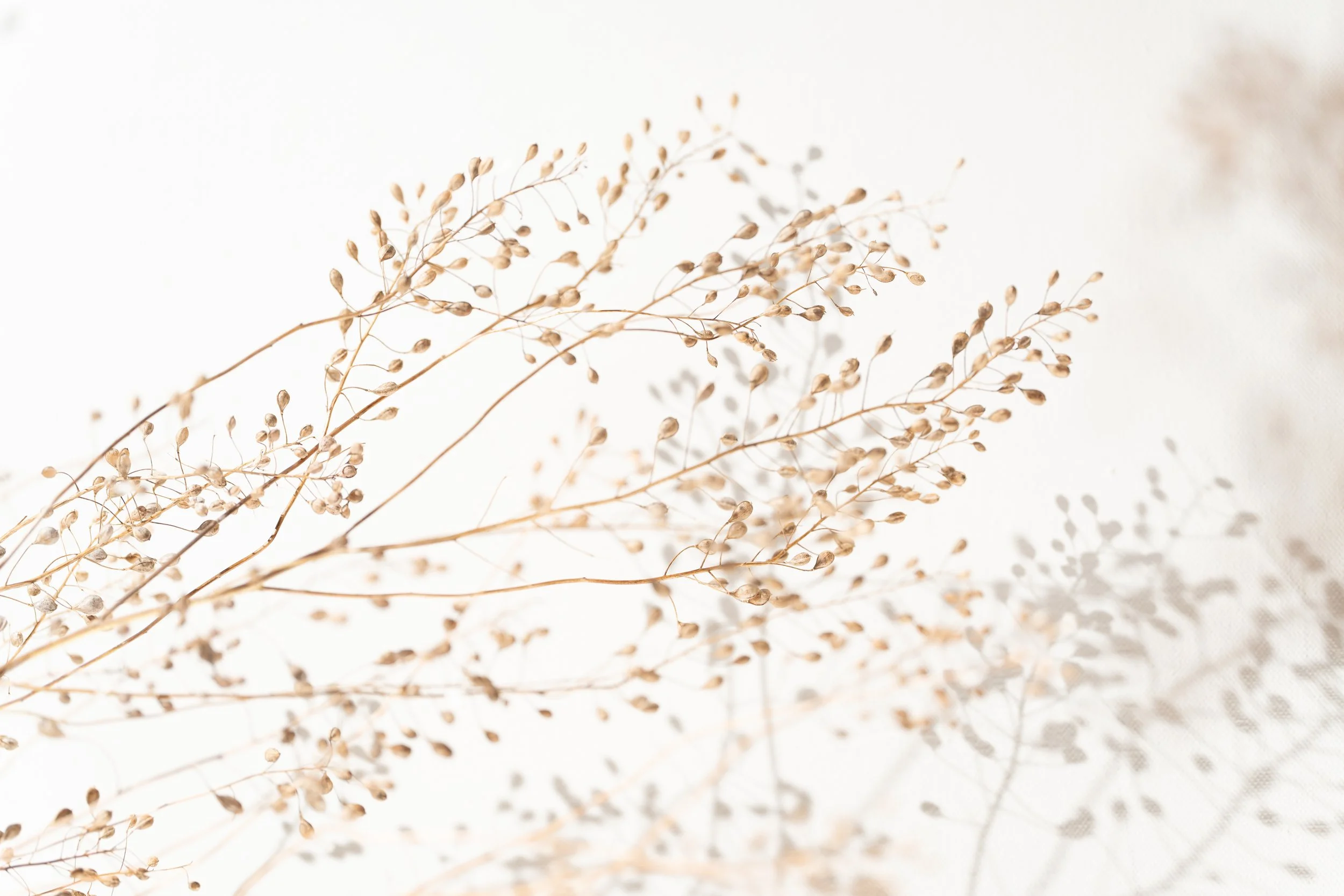Camelina Sativa-20.jpg