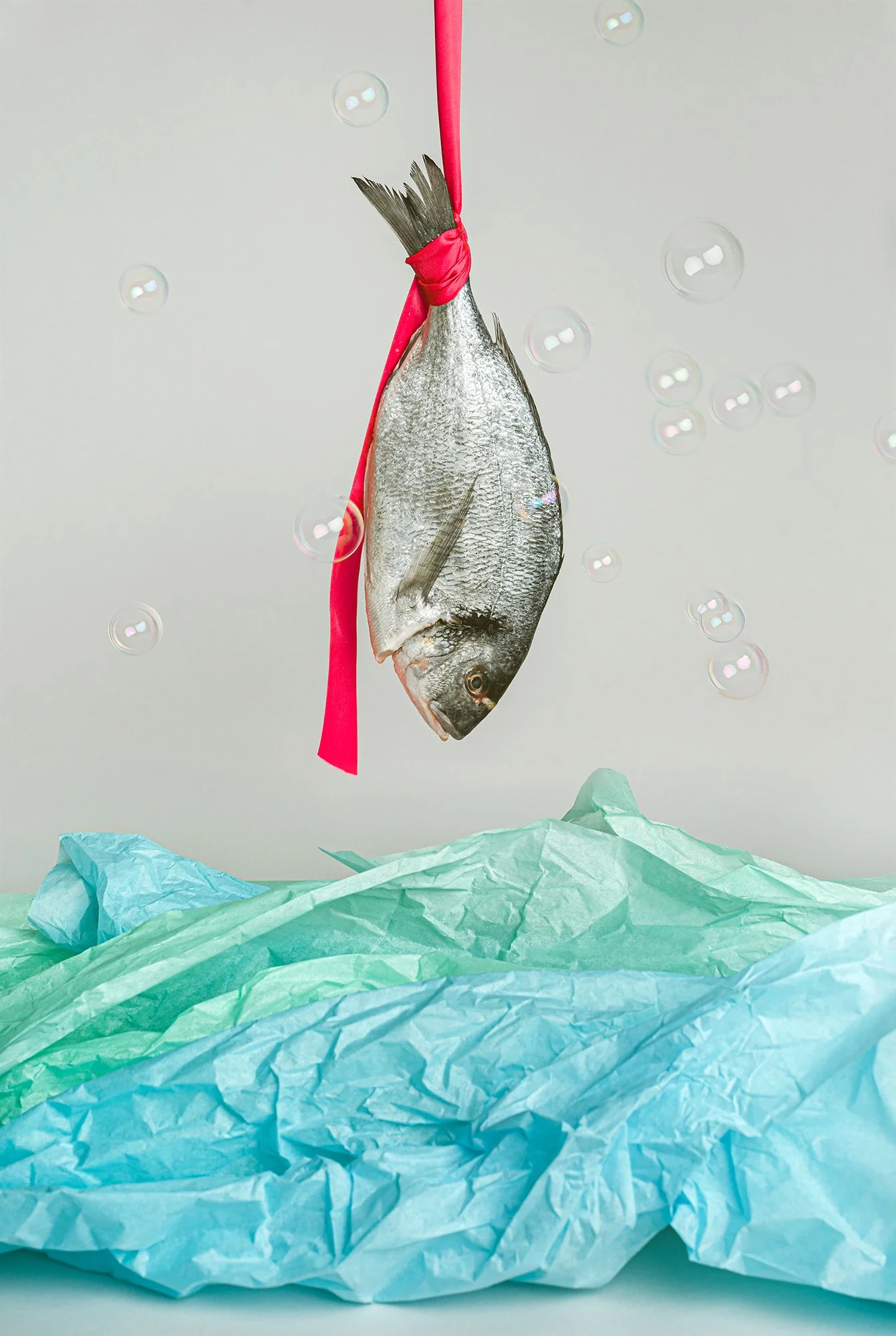 A fish hanging from a pink ribbon tied around its tail, with paper in blue and green beneath it and bubbles floating around against a plain background.