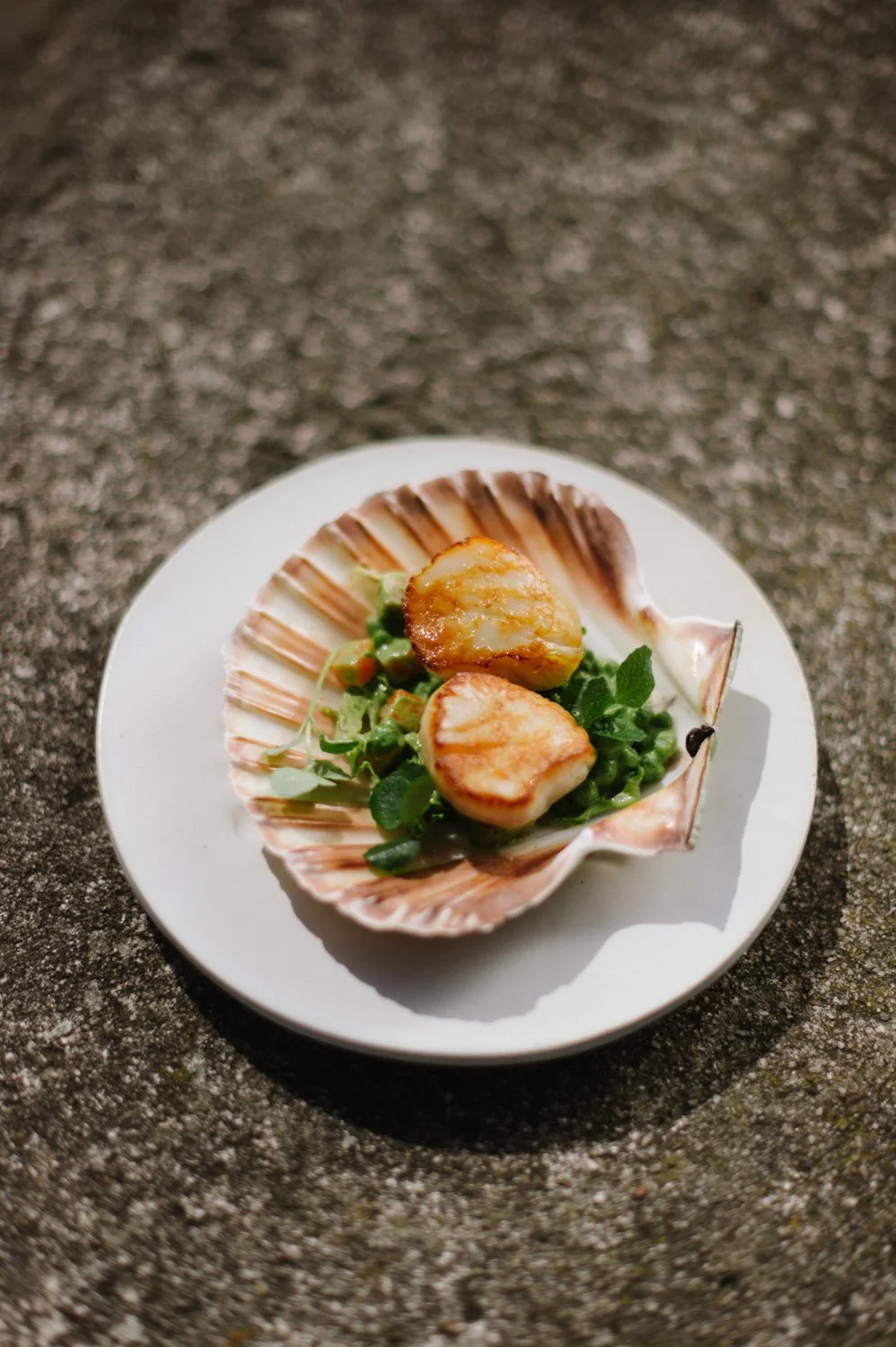 Seared scallops served in a shell with greens on a white plate.