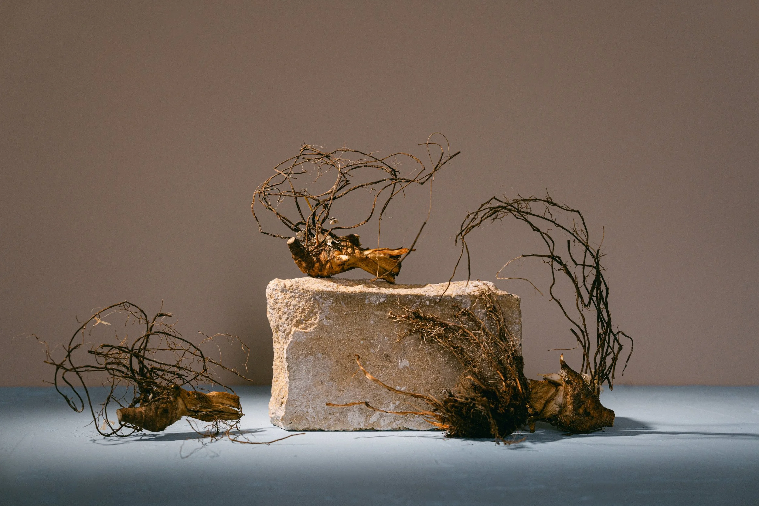 Dried roots on a rock with a plain background.