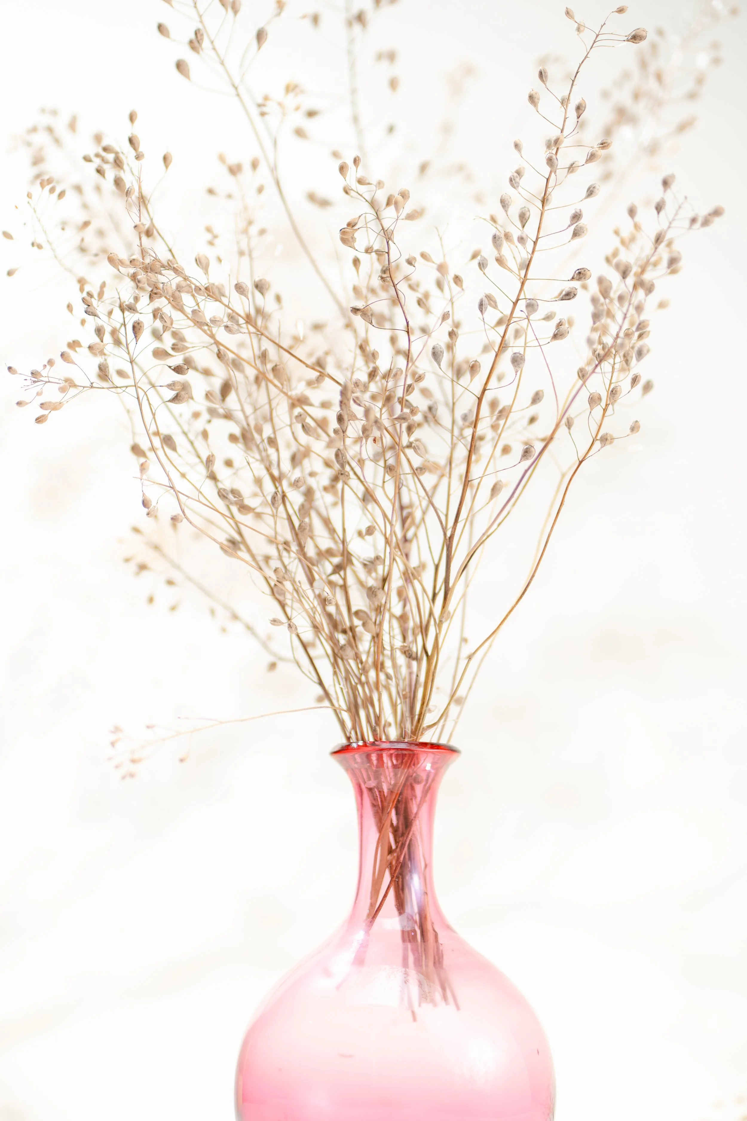 Camelina Sativa-12.jpg