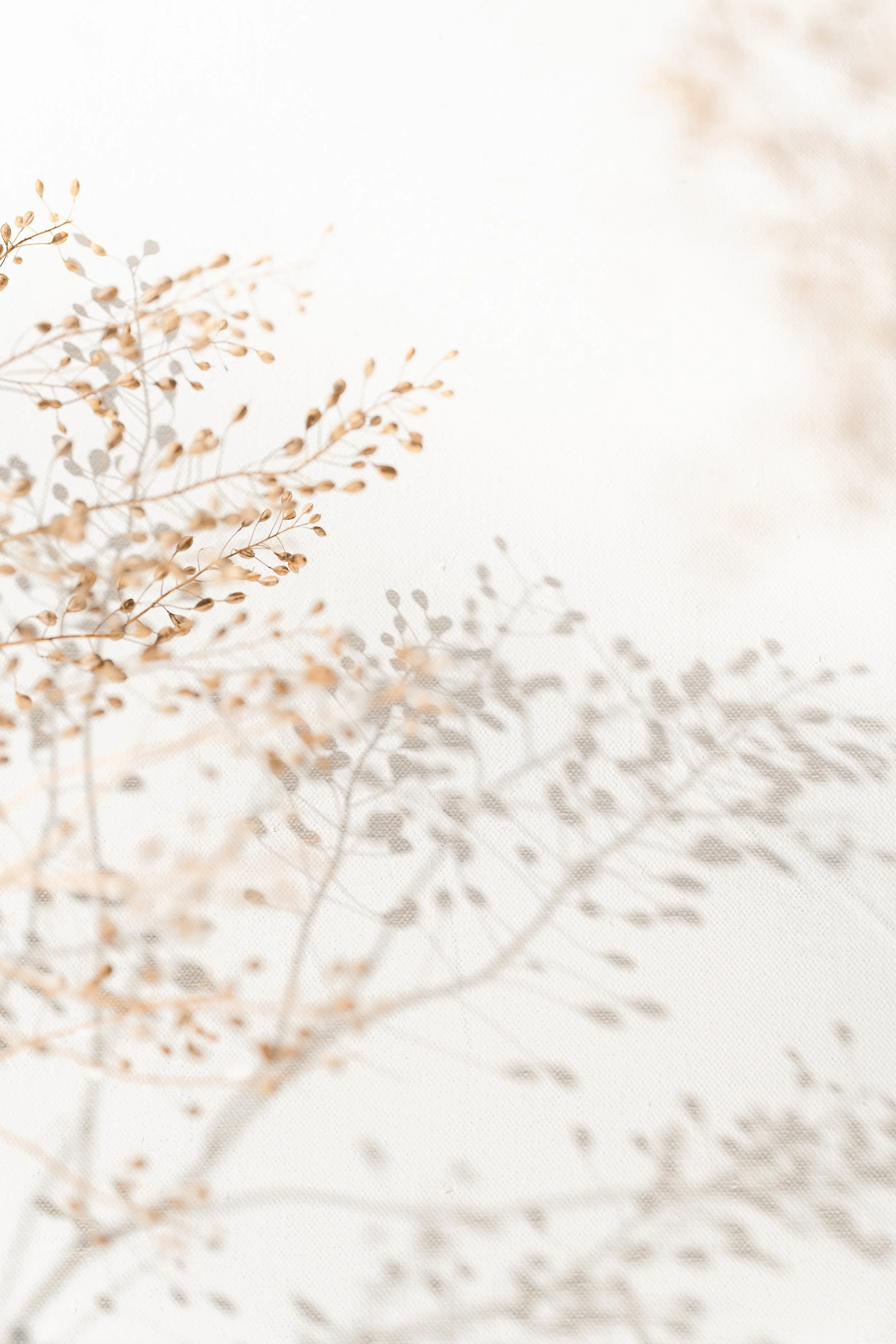 Camelina Sativa-19.jpg