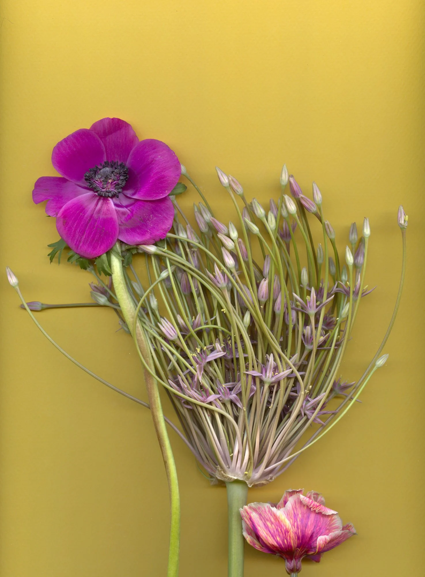 Flowers-84.jpg