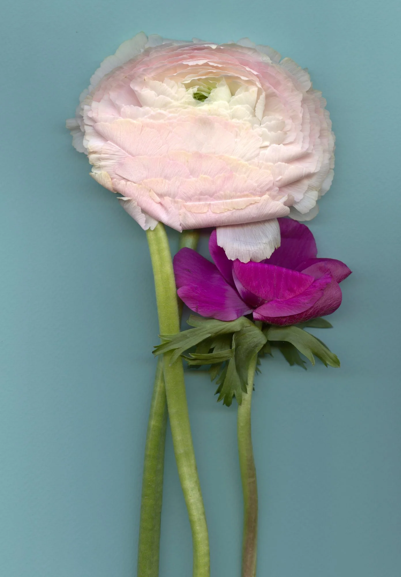 Flowers-75.jpg
