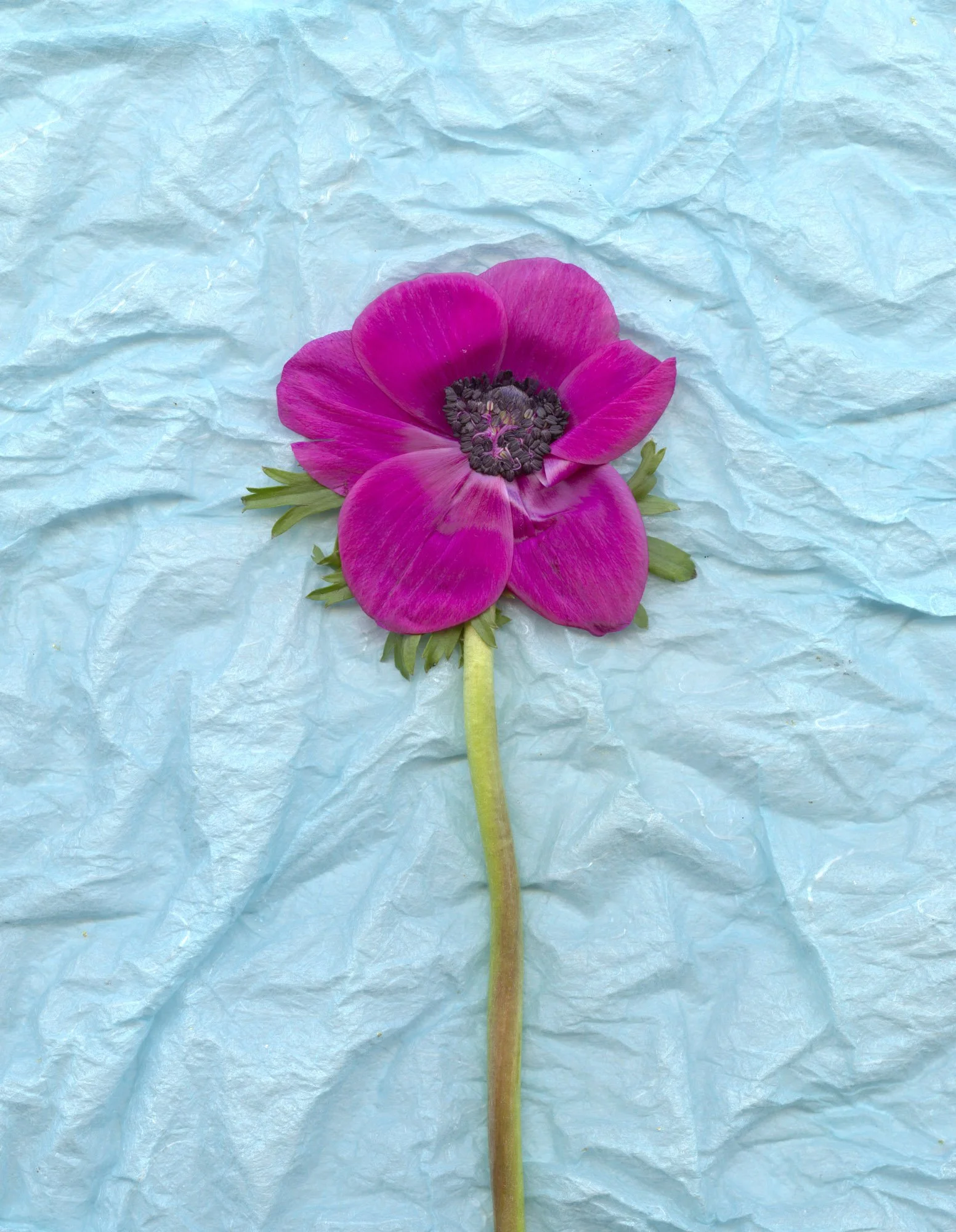 Flowers-48.jpg