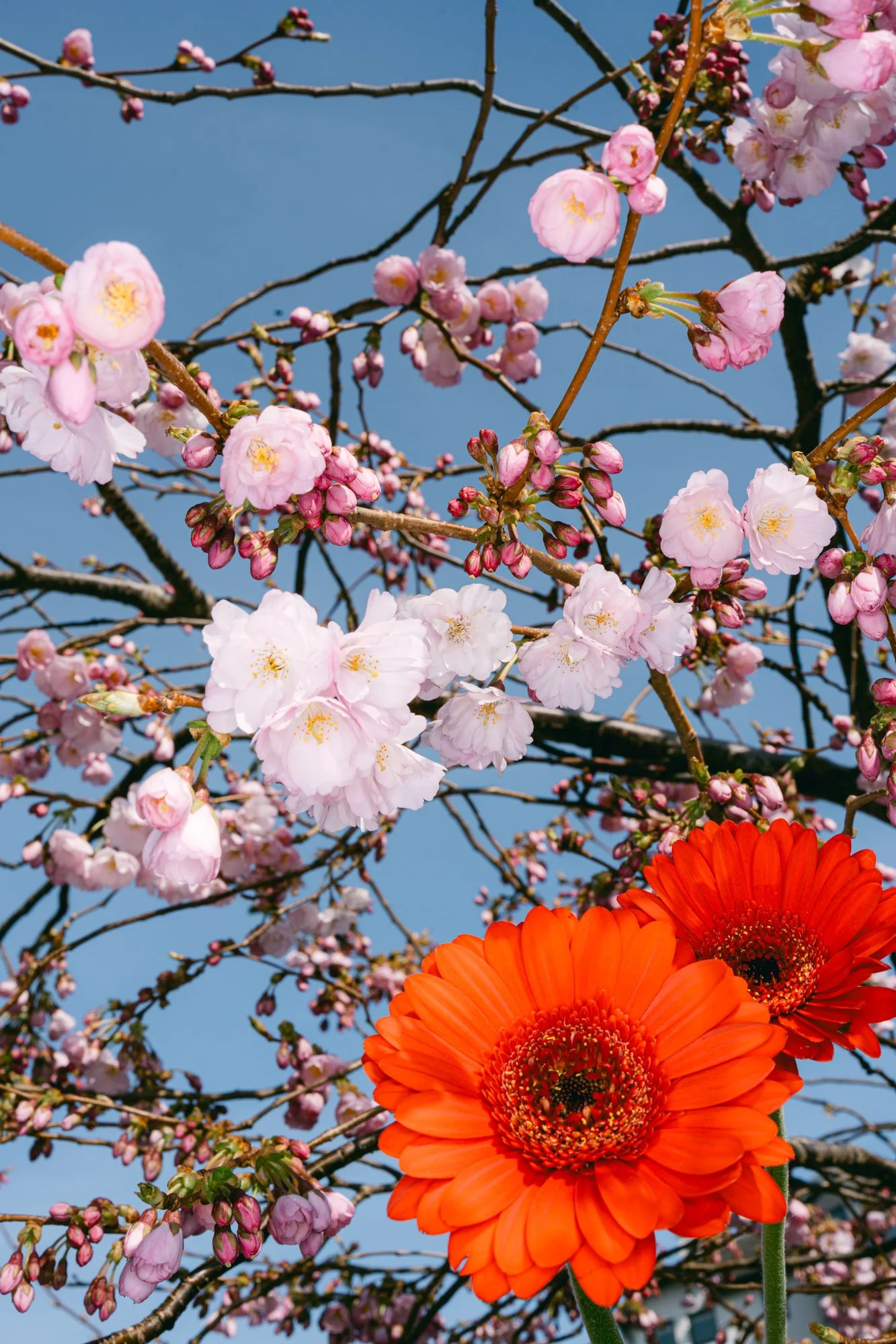 Flowers-34.jpg