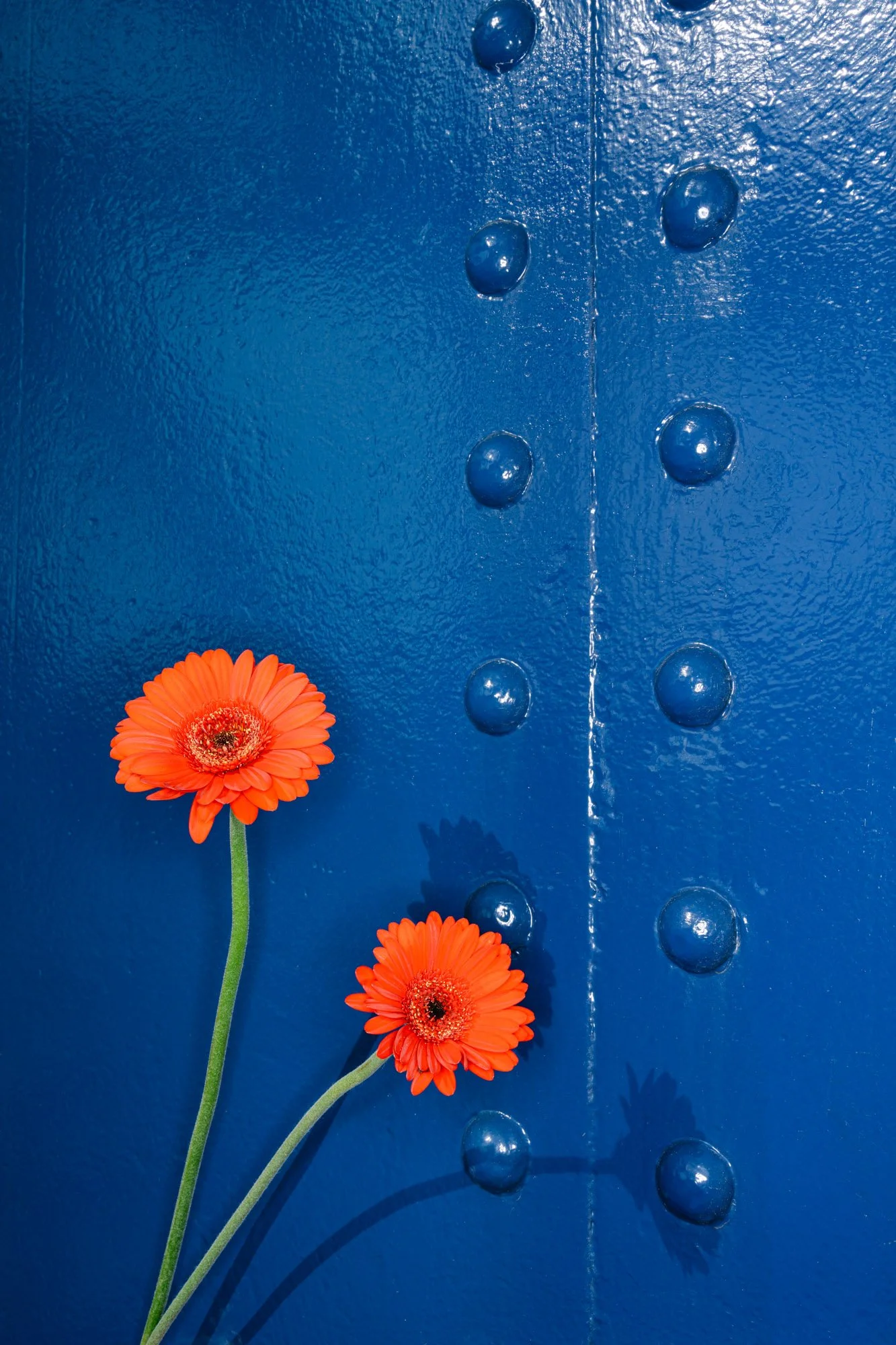 Flowers-30.jpg