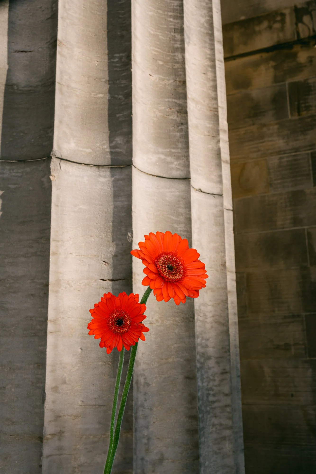 Flowers-39.jpg