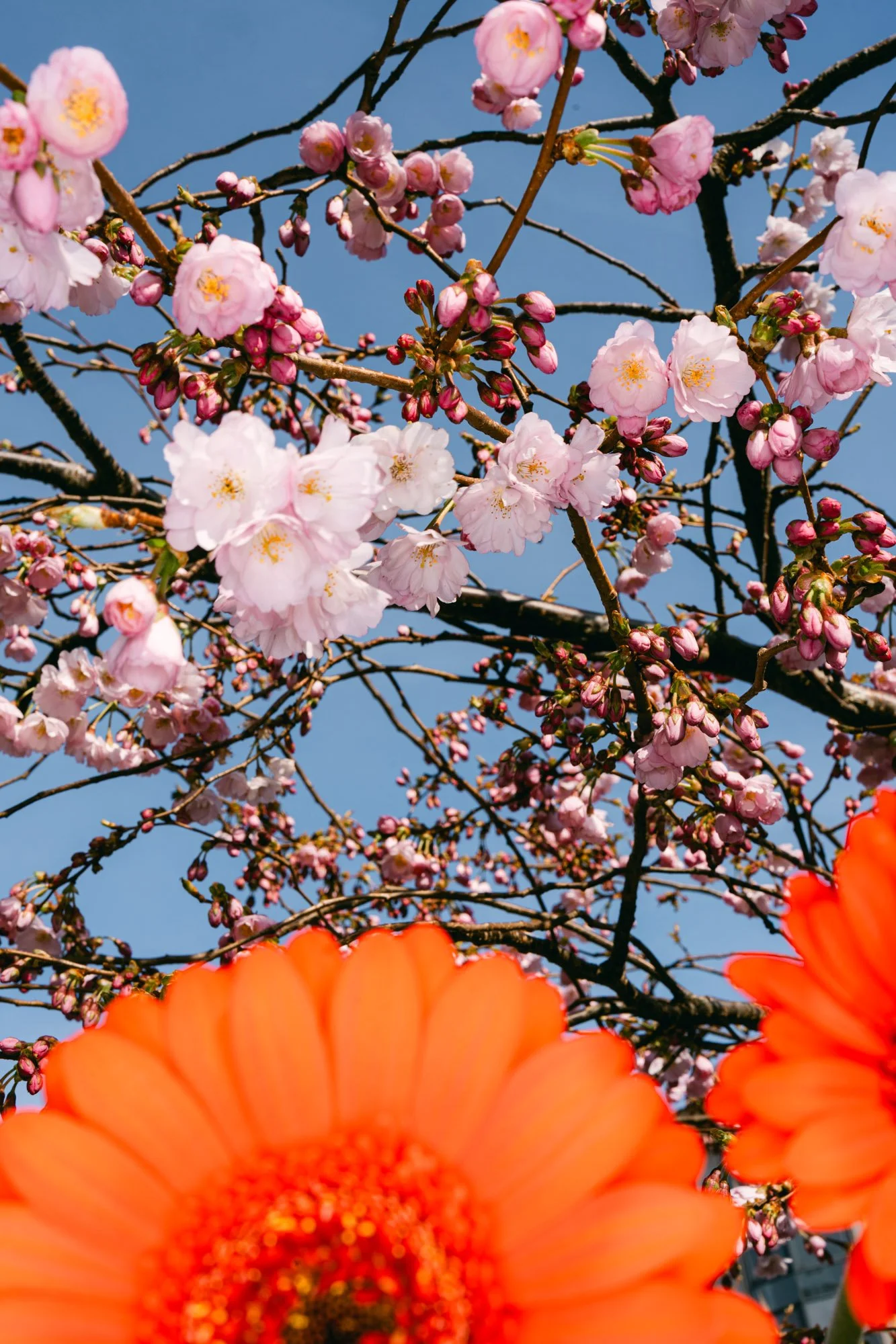 Flowers-36.jpg