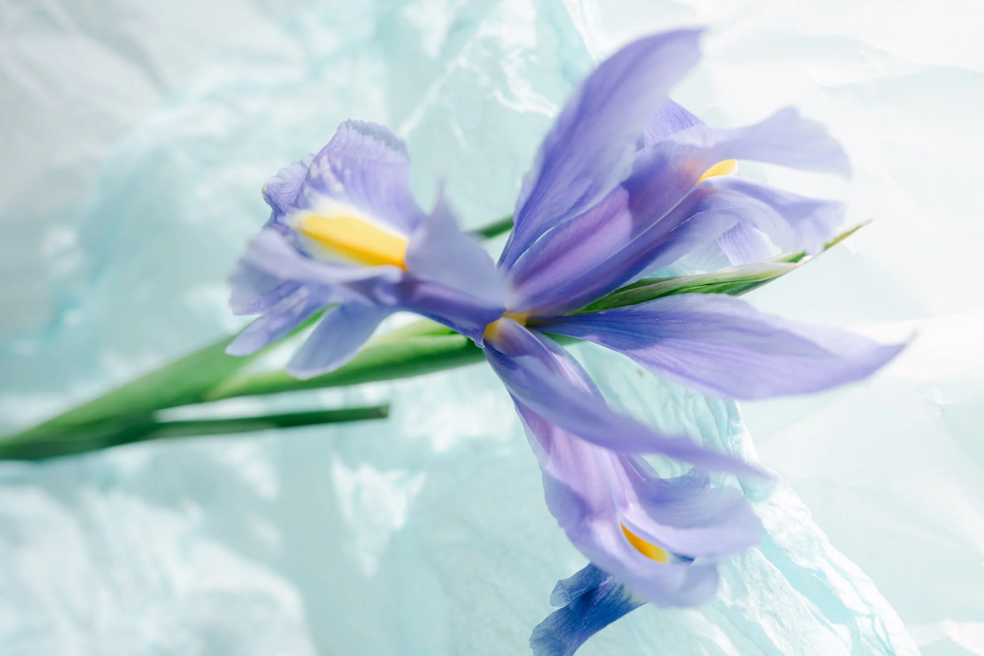 Flowers-26.jpg